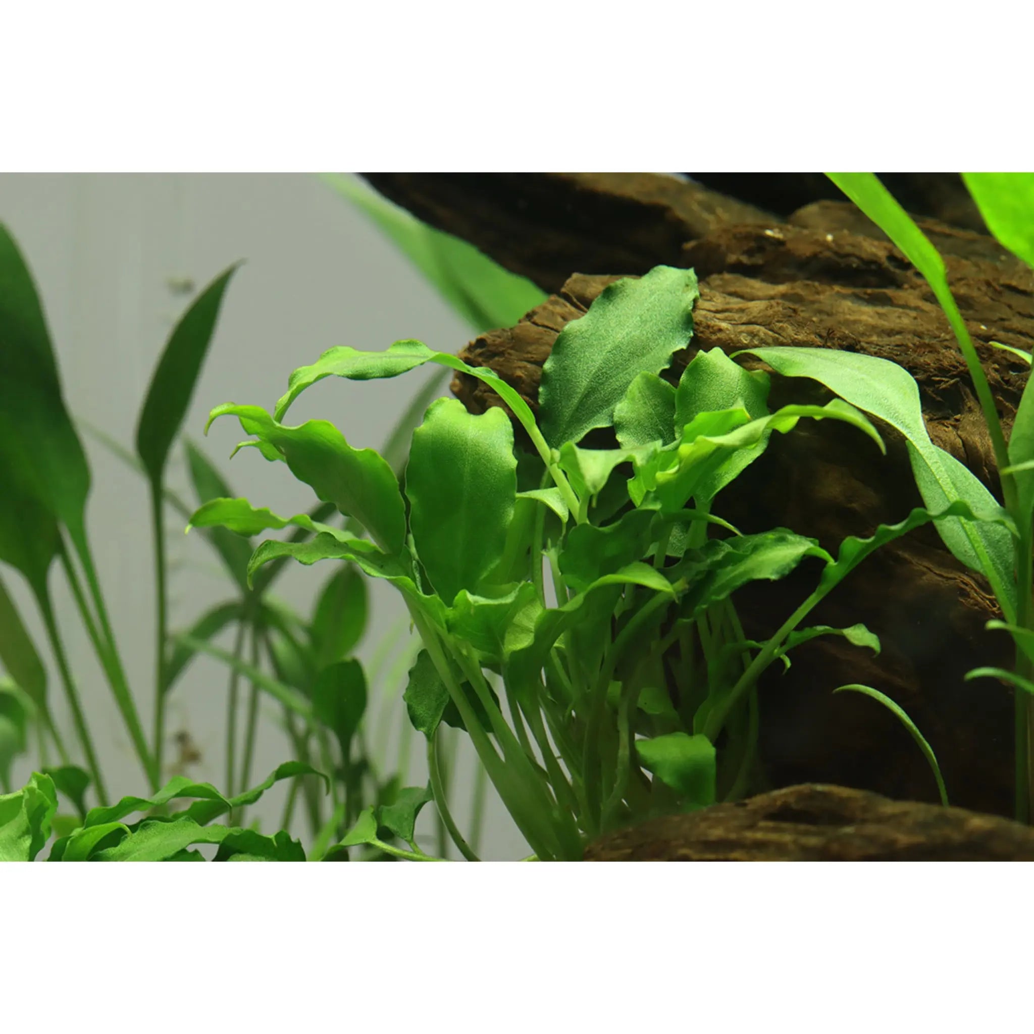 Tropica Schismatoglottis prietoi 1-2-GROW! - Aqua Essentials