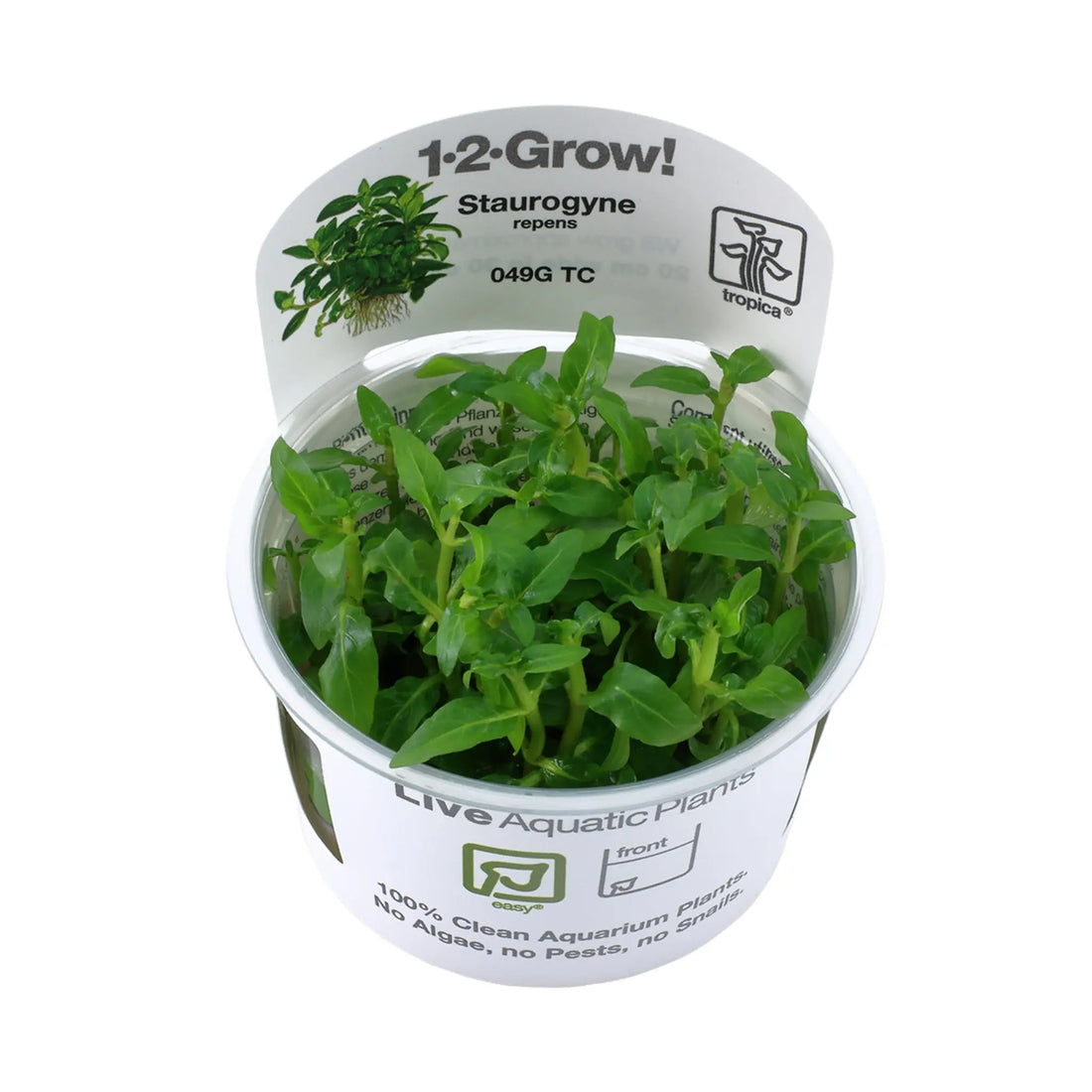 Tropica Staurogyne repens 1-2-GROW! - Aqua Essentials