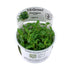 Tropica Staurogyne repens 1-2-GROW! - Aqua Essentials