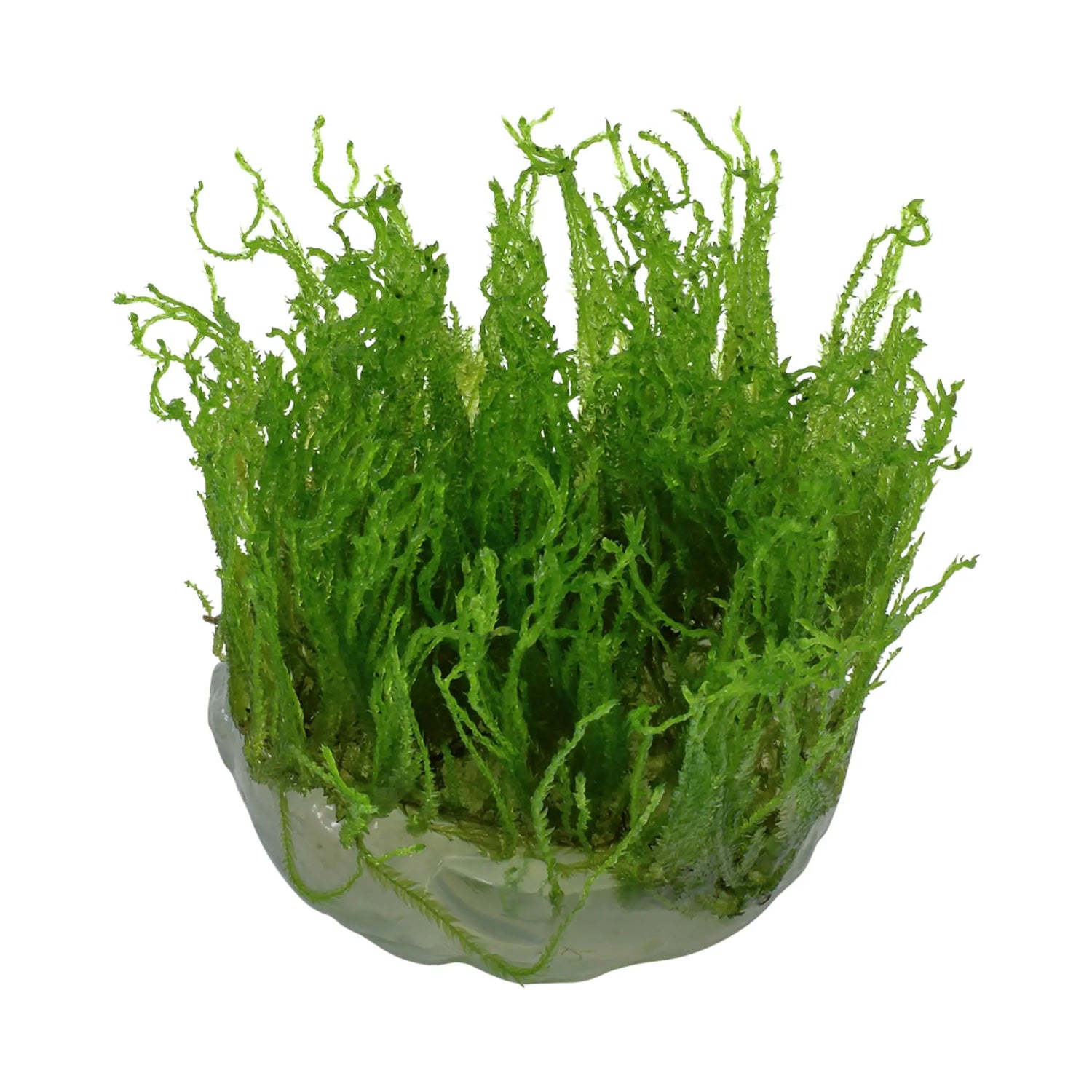 Tropica Taxiphyllum Taiwan moss 1-2-Grow! - Aqua Essentials