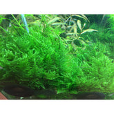 Tropica Taxiphyllum Taiwan moss 1-2-Grow! - Aqua Essentials