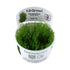 Tropica Taxiphyllum Taiwan moss 1-2-Grow! - Aqua Essentials