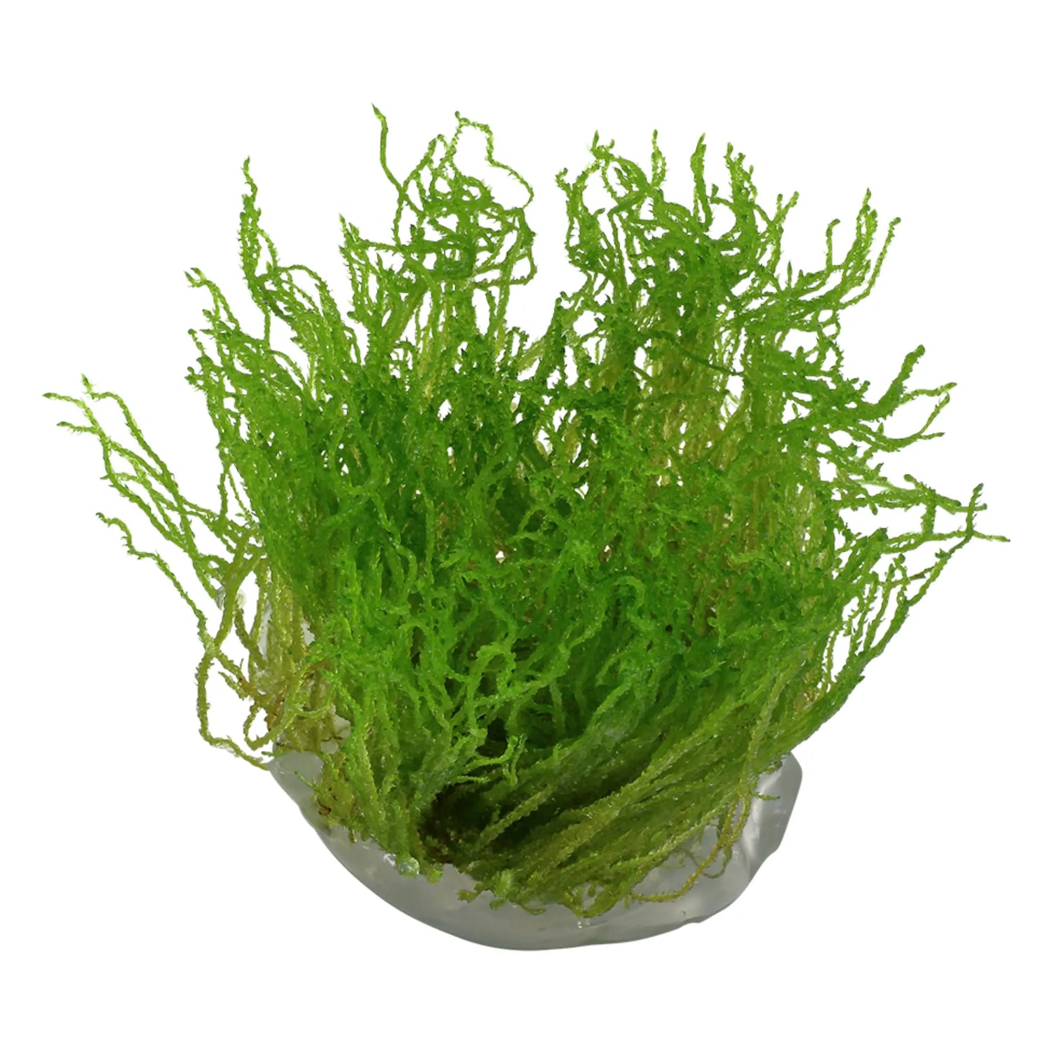 Tropica Taxiphyllum flame 1-2-GROW! - Aqua Essentials