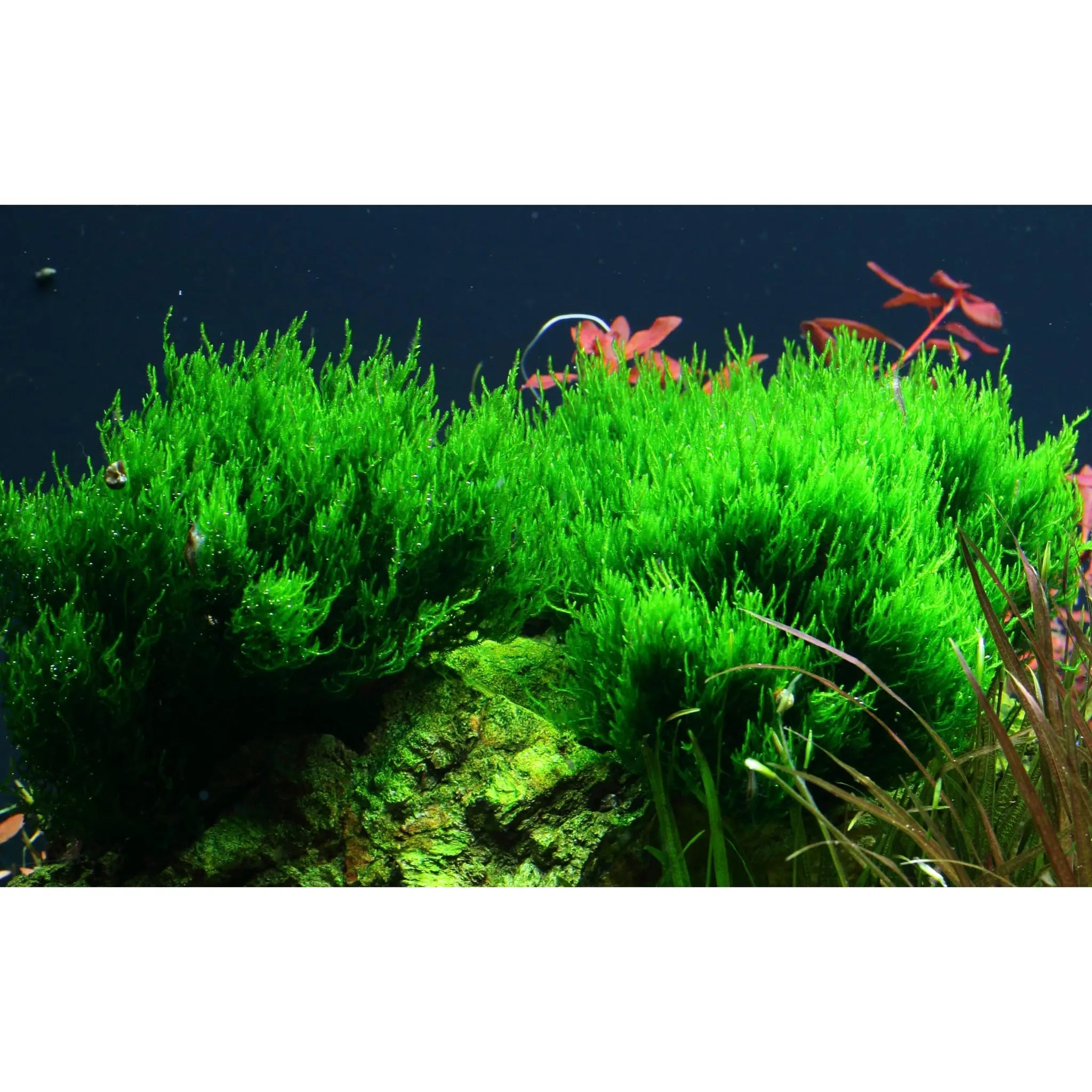 Tropica Taxiphyllum flame 1-2-GROW! - Aqua Essentials