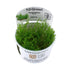 Tropica Taxiphyllum flame 1-2-GROW! - Aqua Essentials