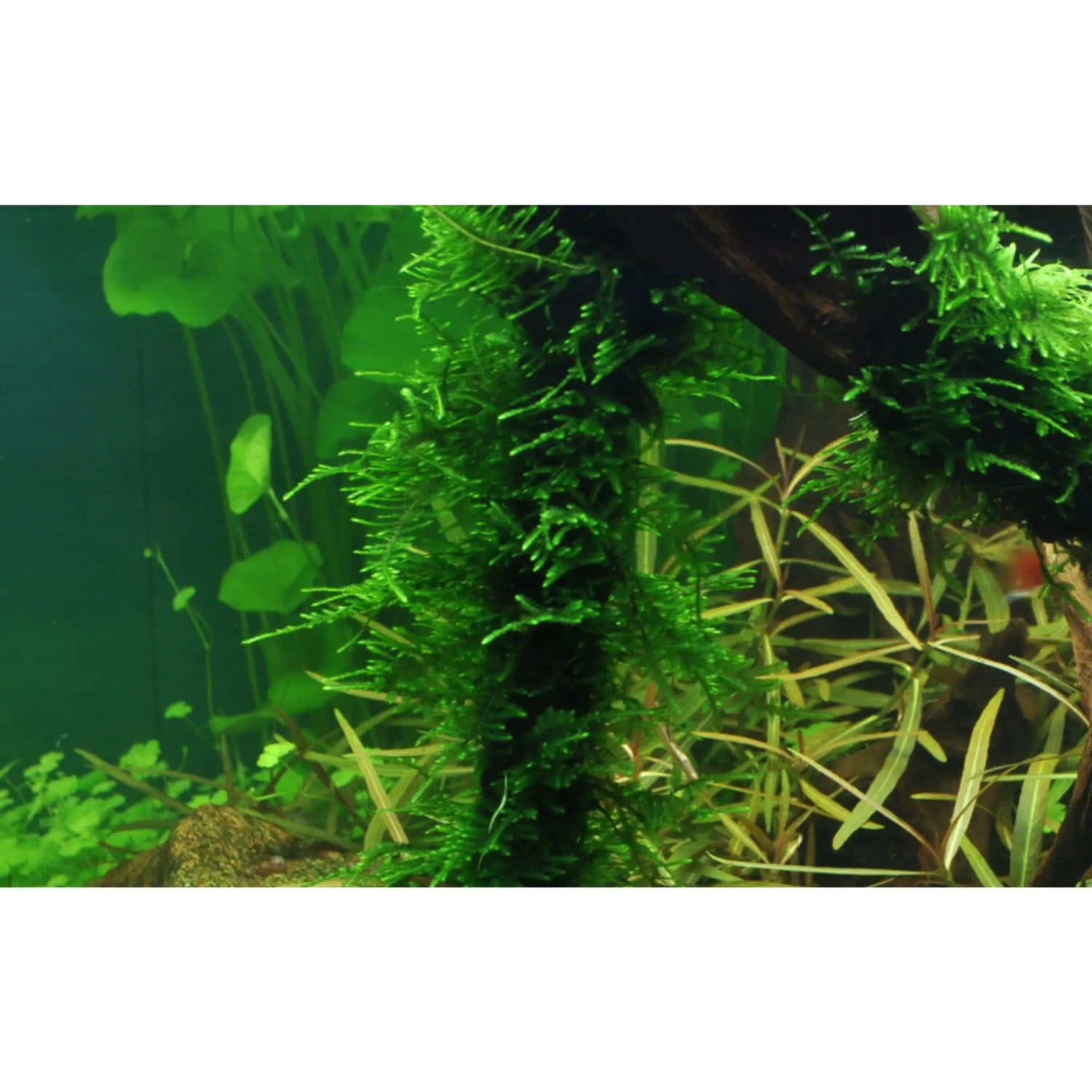 Tropica Taxiphyllum spiky 1-2-Grow! - Aqua Essentials