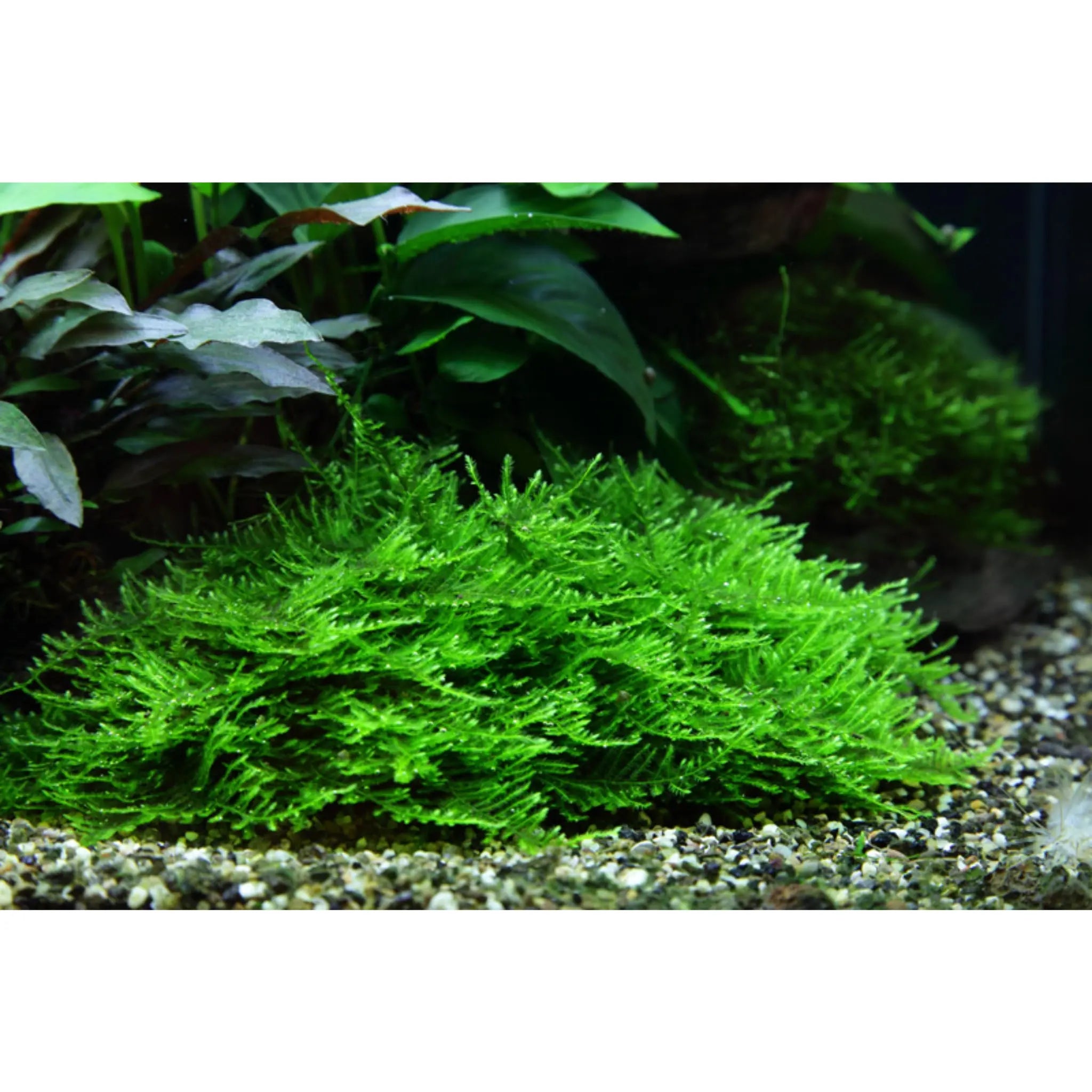 Tropica Taxiphyllum spiky 1-2-Grow! - Aqua Essentials