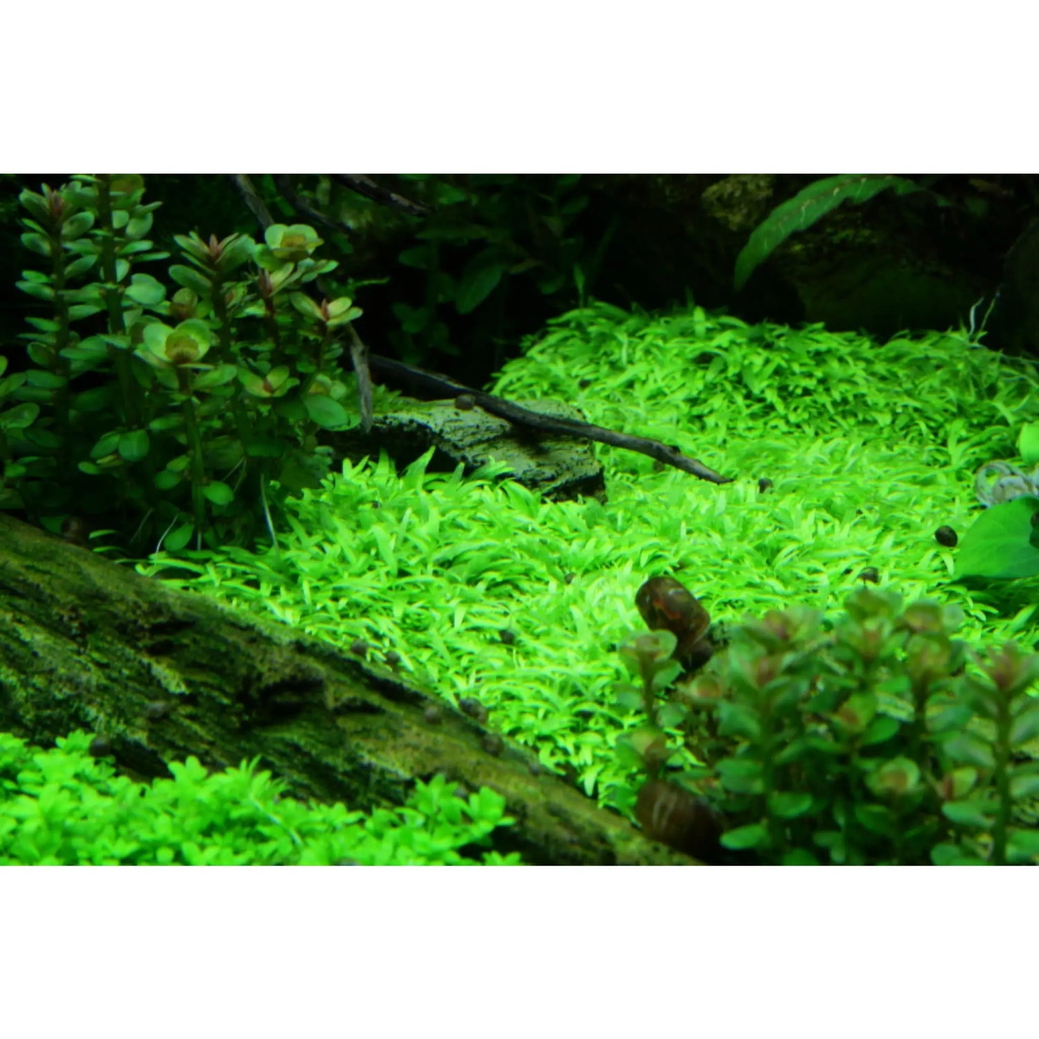 Tropica Utricularia graminifolia 1-2-GROW! - Aqua Essentials