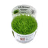 Tropica Utricularia graminifolia 1-2-GROW! - Aqua Essentials