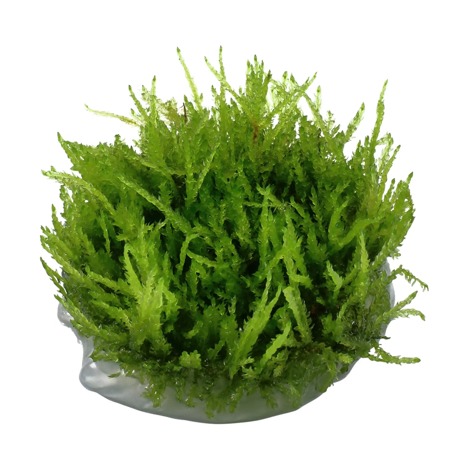 Tropica Vesicularia ferriei &