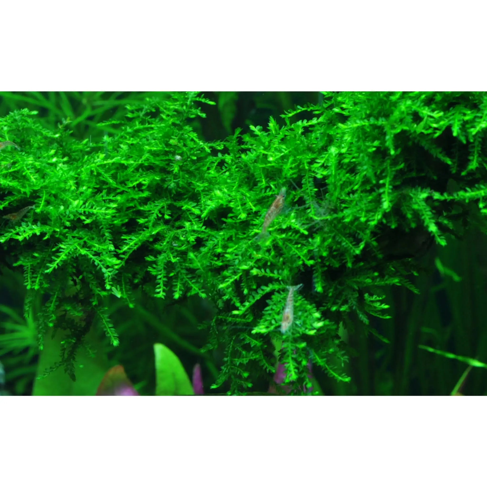 Tropica Vesicularia ferriei &