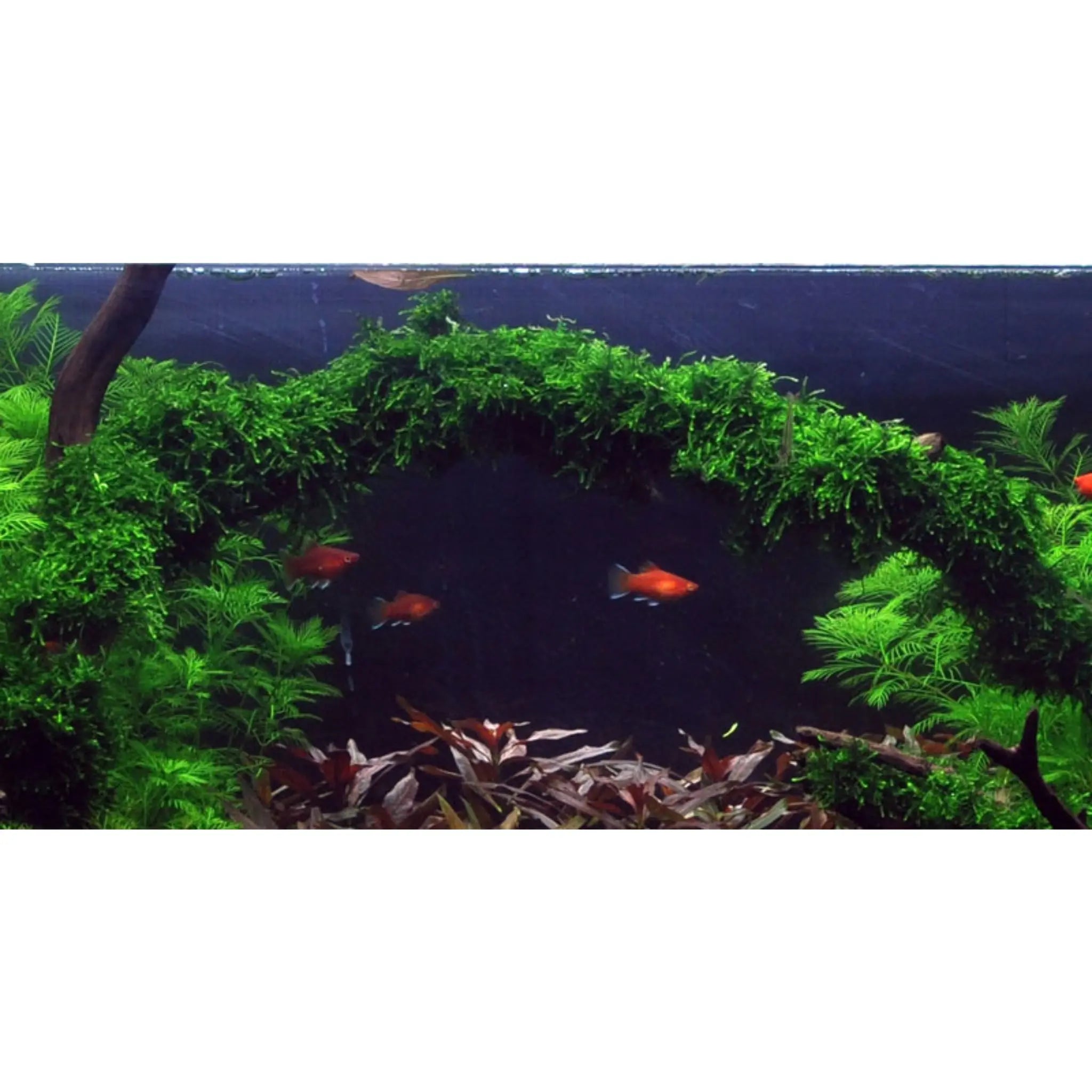 Tropica Vesicularia ferriei &