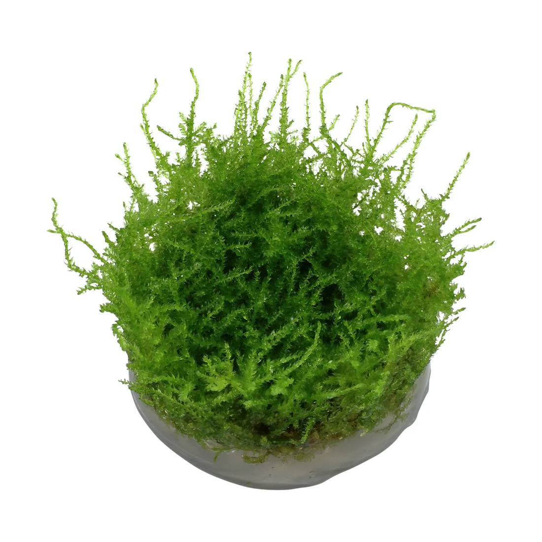 Tropica Vesicularia montagnei &