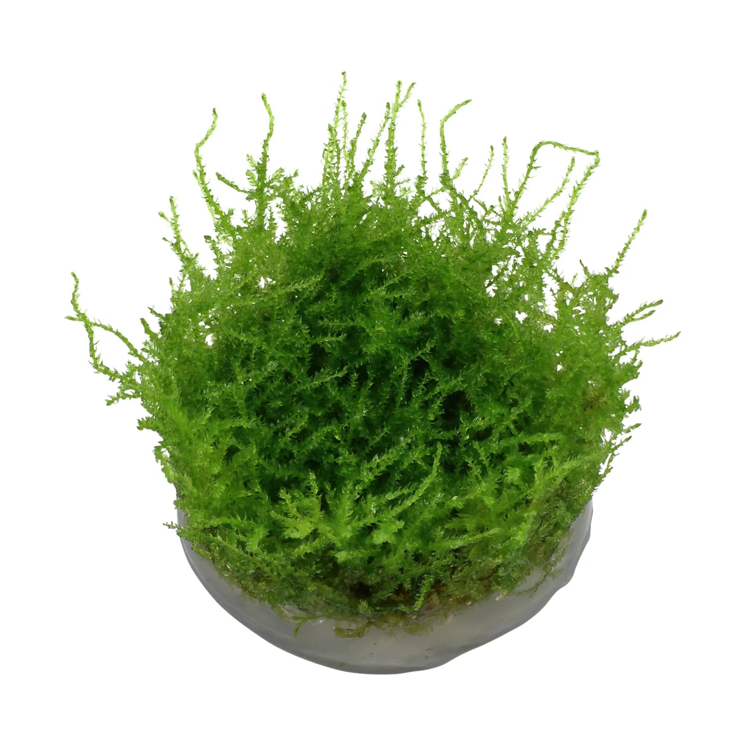 Tropica Vesicularia montagnei &