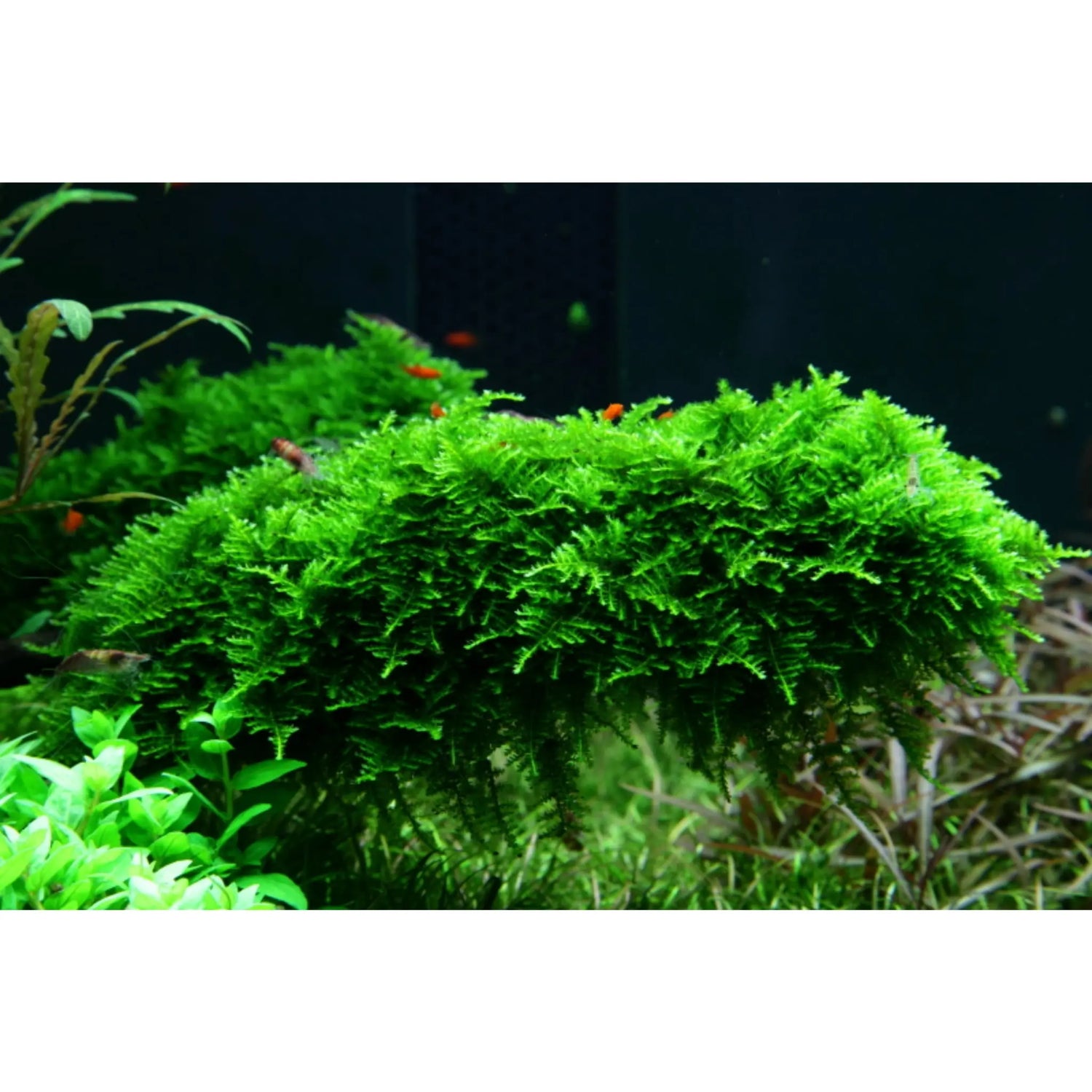 Tropica Vesicularia montagnei &