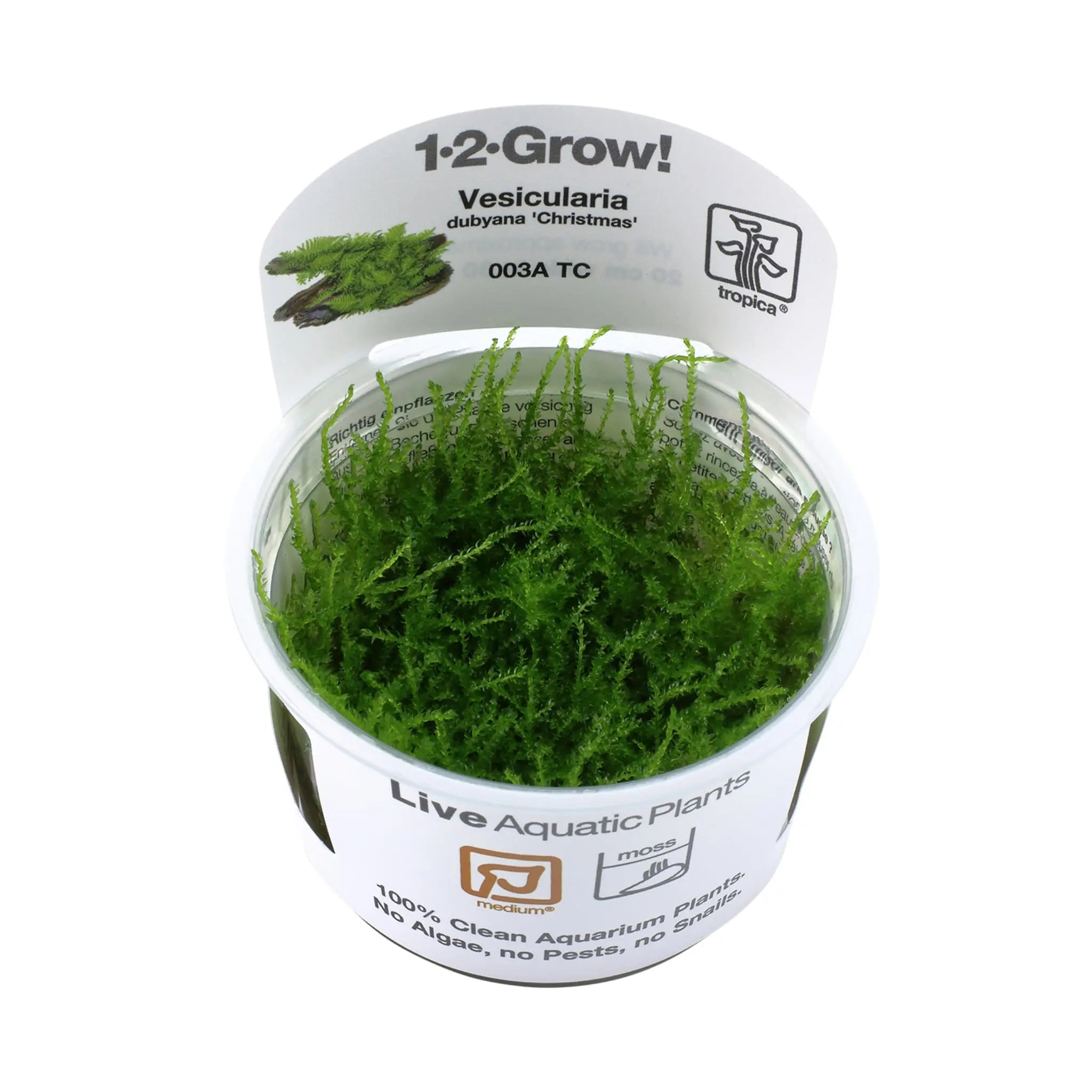 Tropica Vesicularia montagnei &