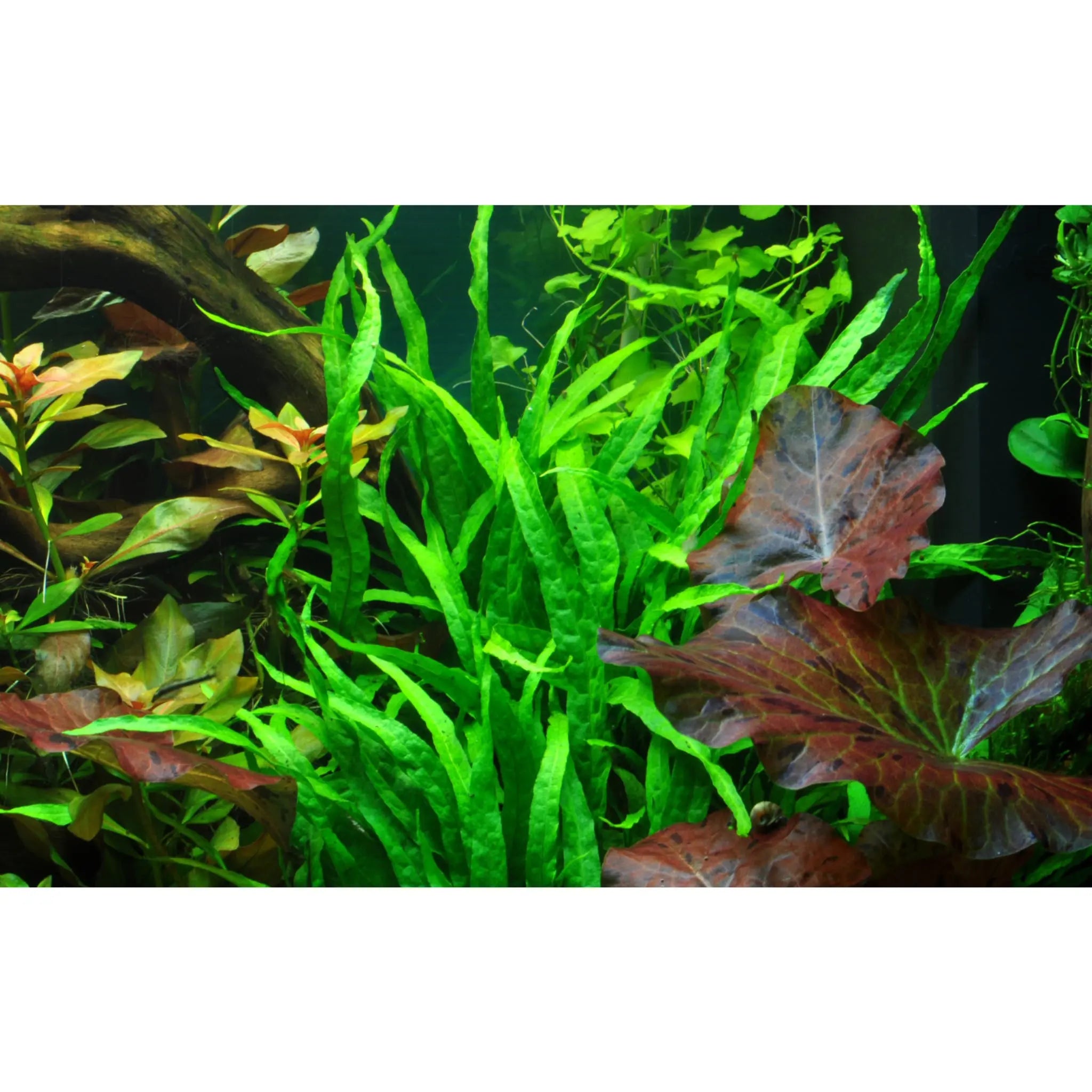 Tropica Microsorum Narrow on Decor - Floating - Aqua Essentials