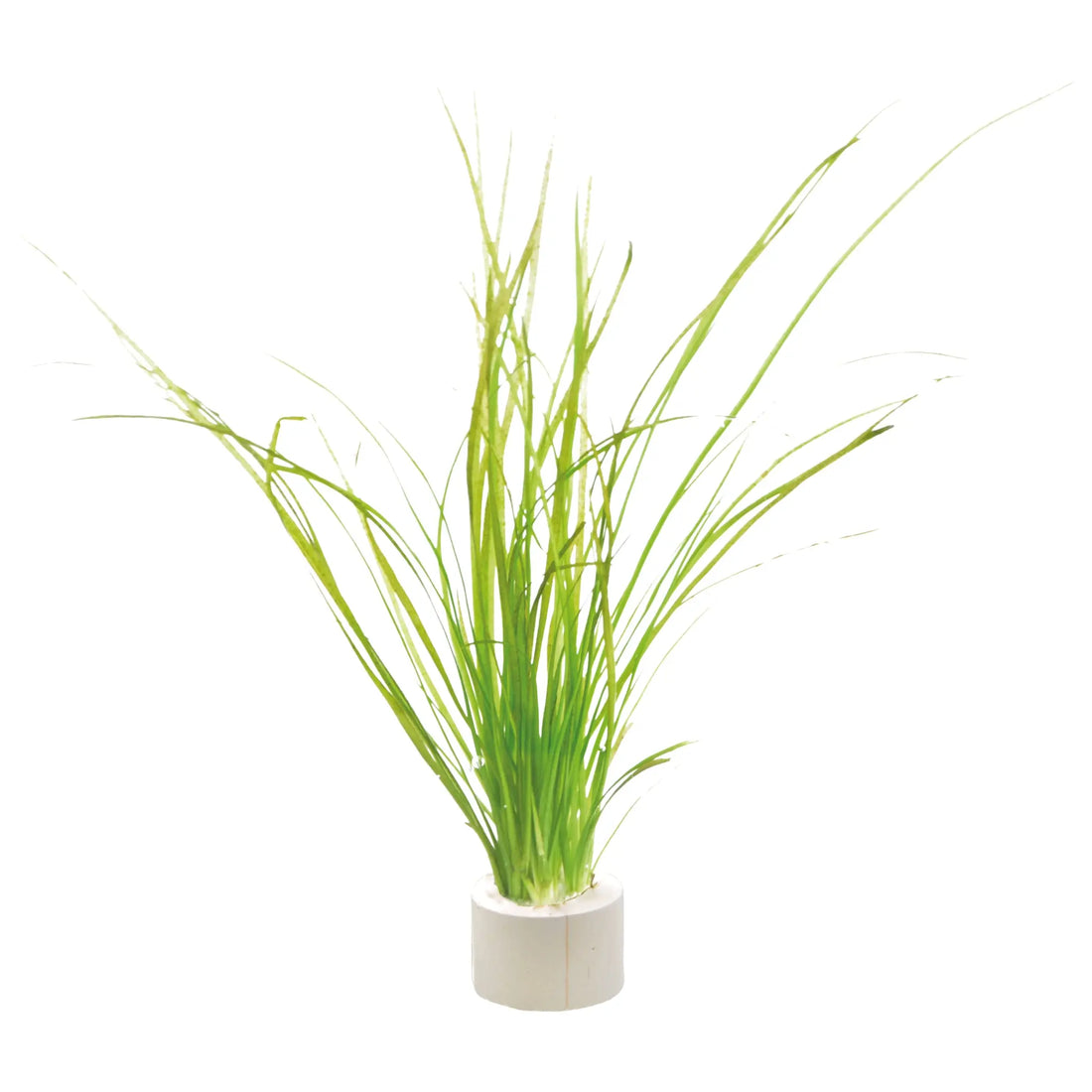 Vallisneria nana Bunch - Aqua Essentials
