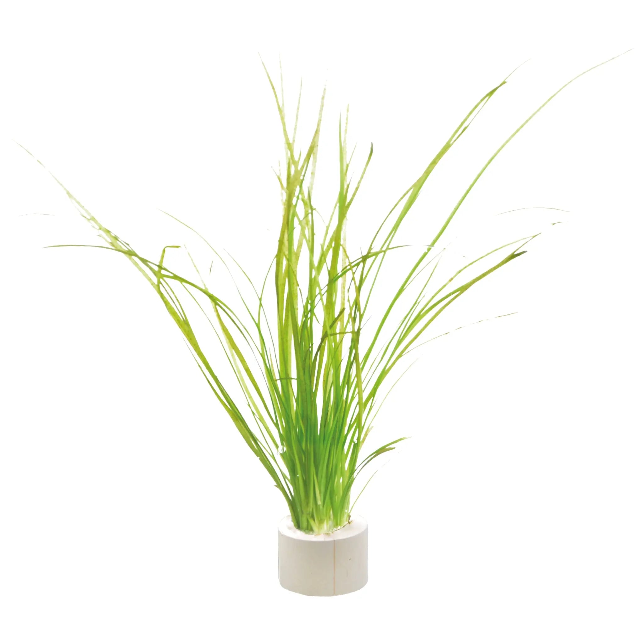 Vallisneria nana Bunch - Aqua Essentials