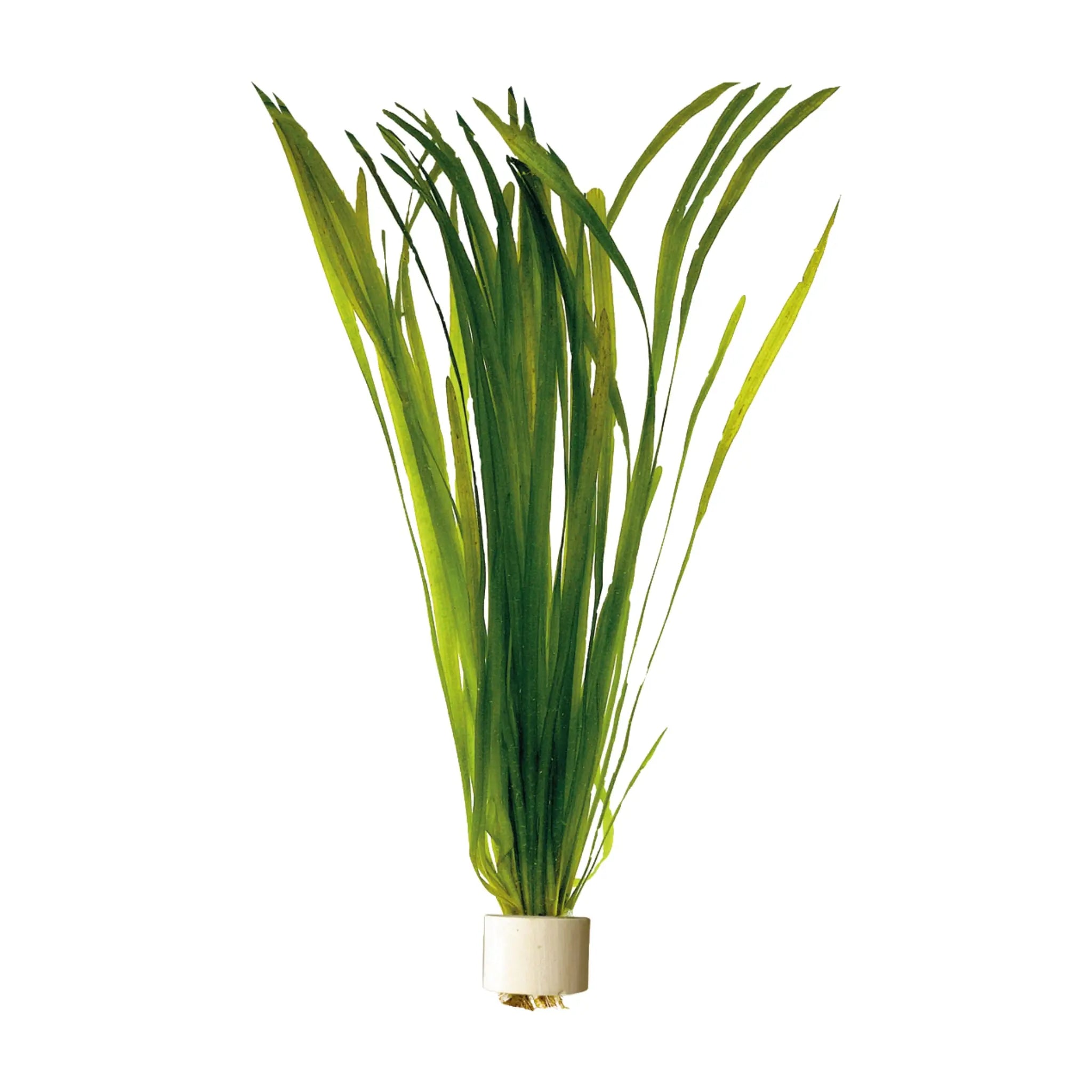 Vallisneria spiralis Bunch (straight vallis) - Aqua Essentials