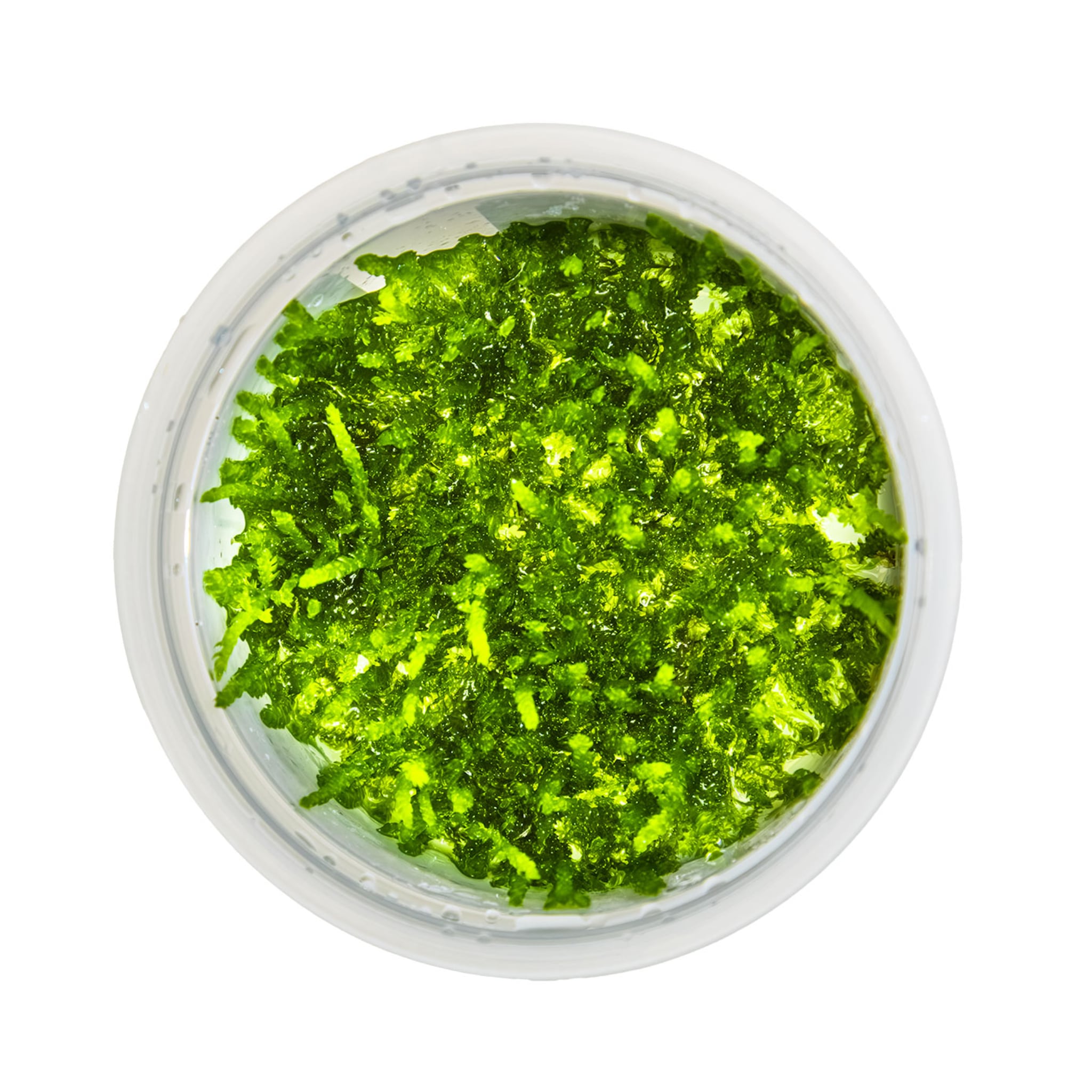 Tropica Vesicularia ferriei &