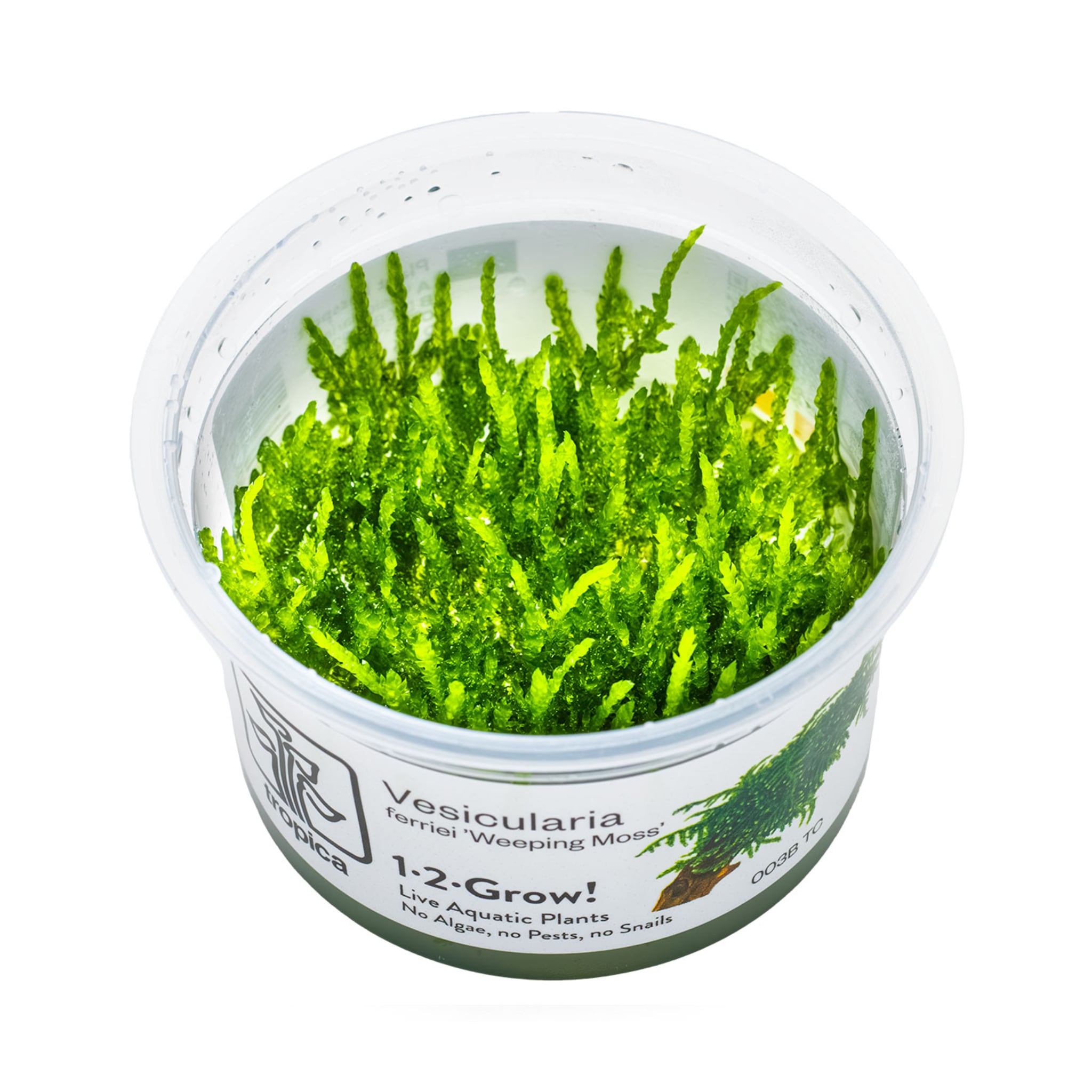 Tropica Vesicularia ferriei &