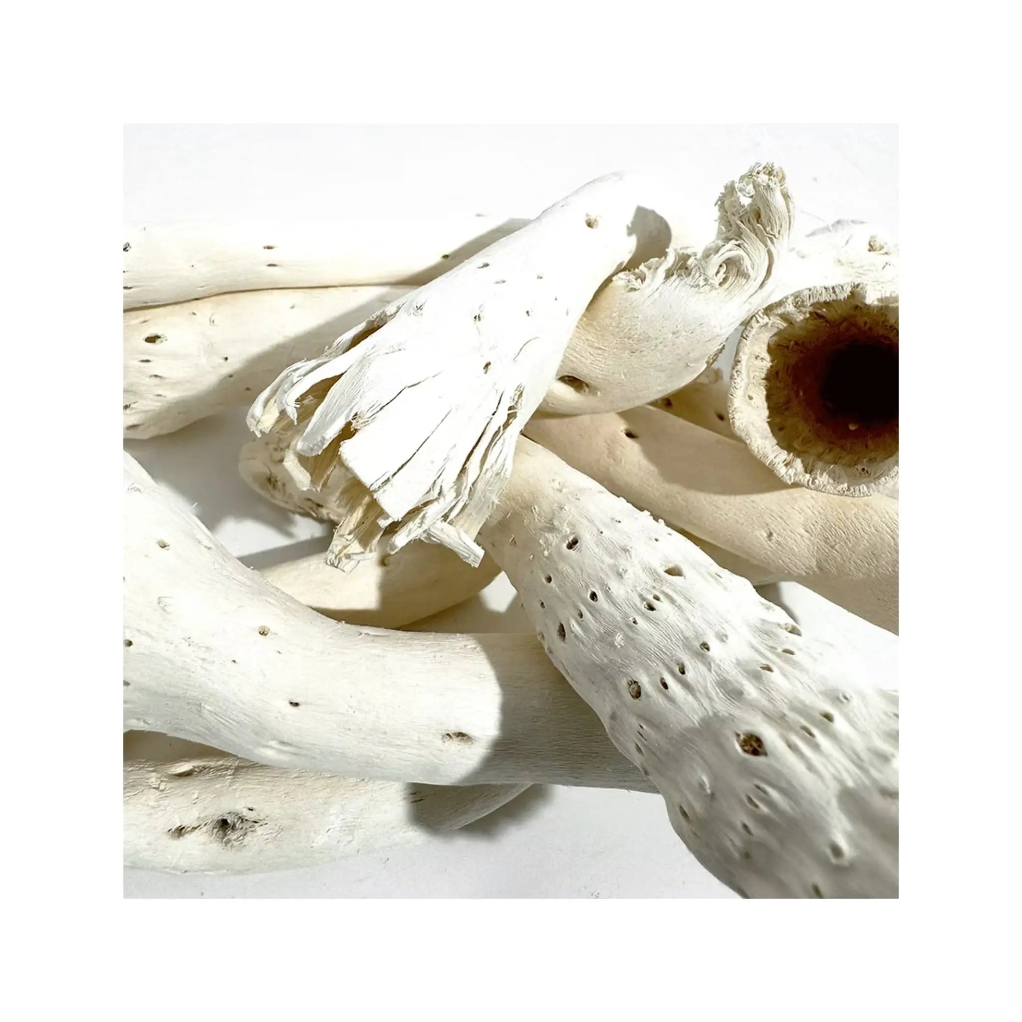 Wio Driftcactus Cholla Wood Bit (5pcs) Wio