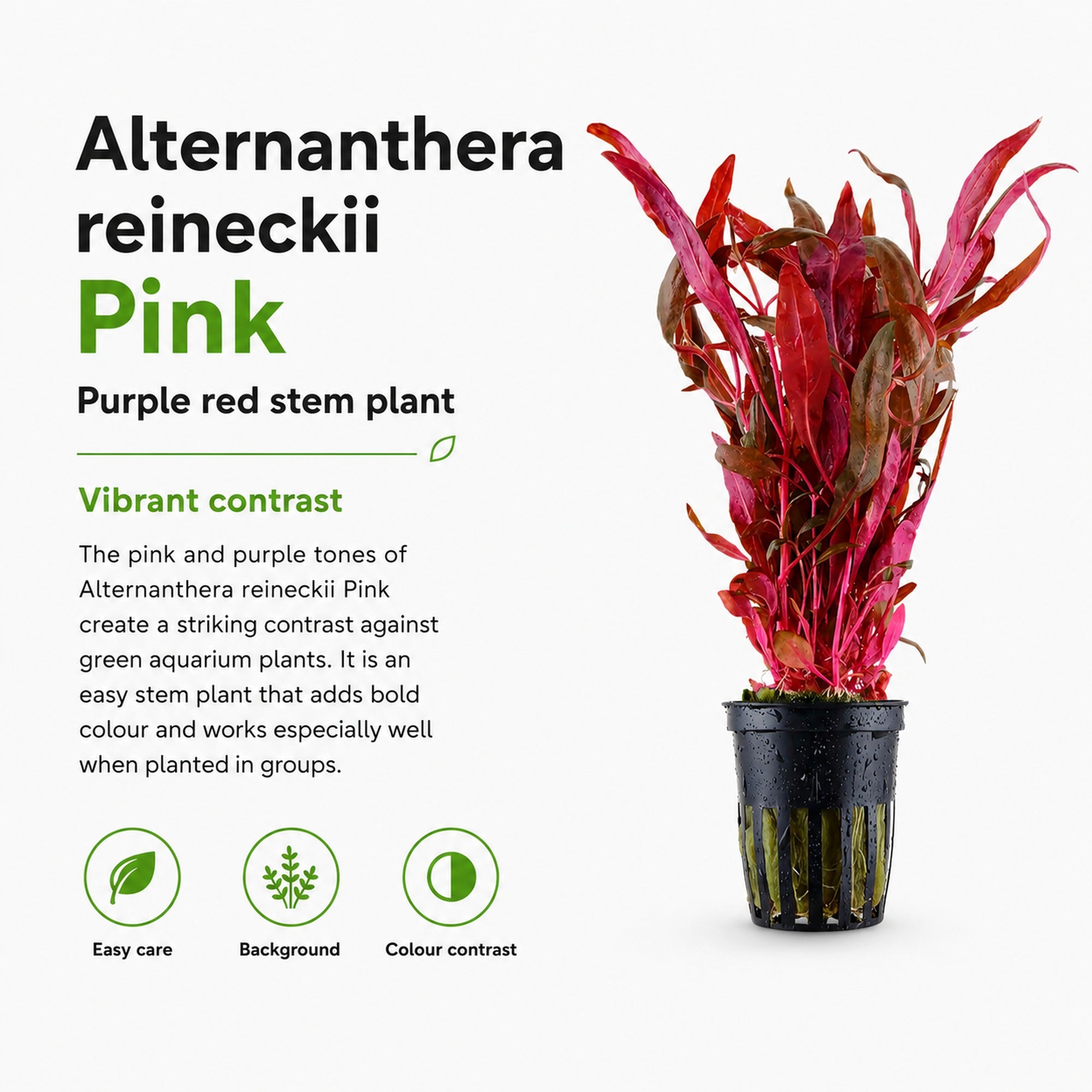 Alternanthera reineckii Pink
