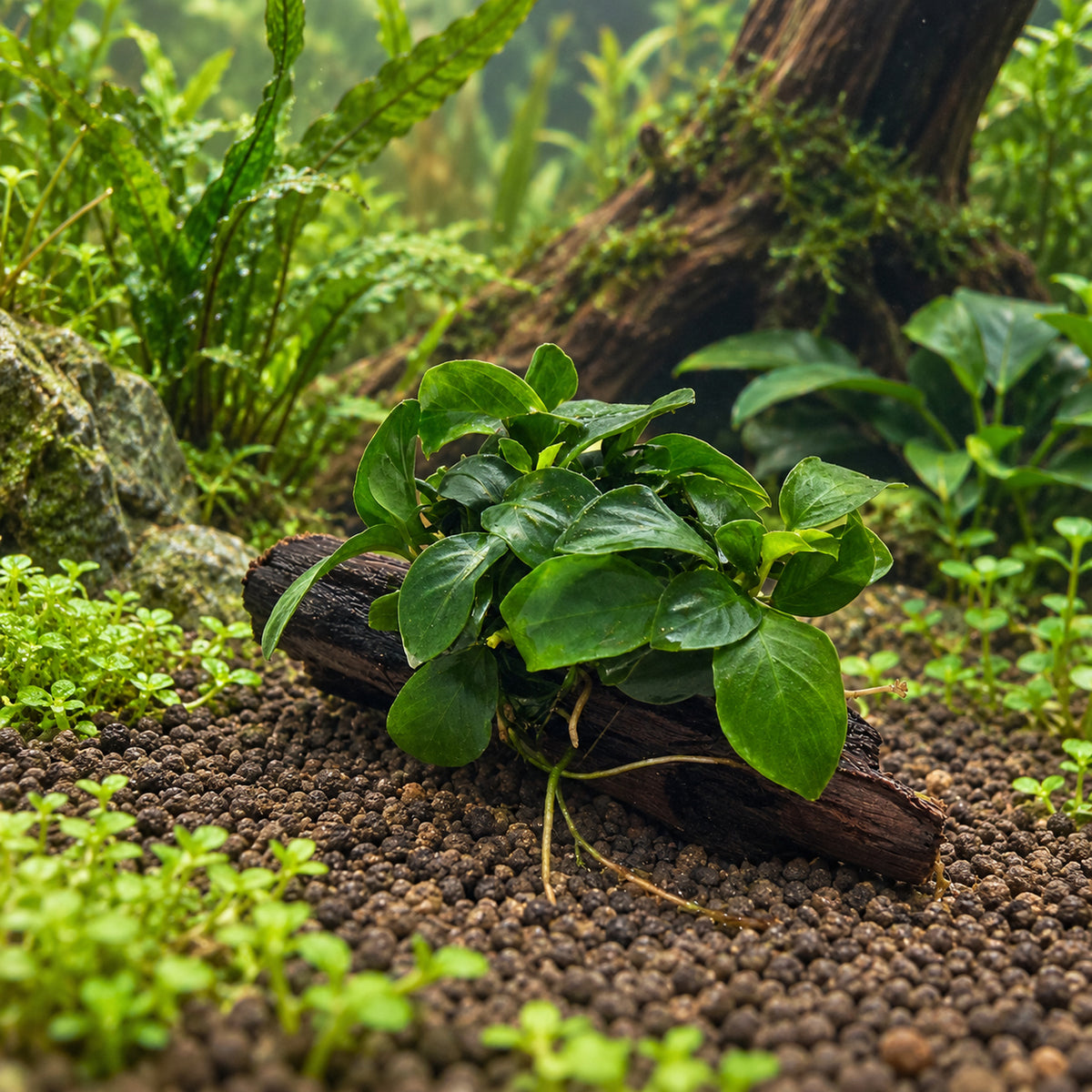Anubias bonsai on Driftwood - Mini