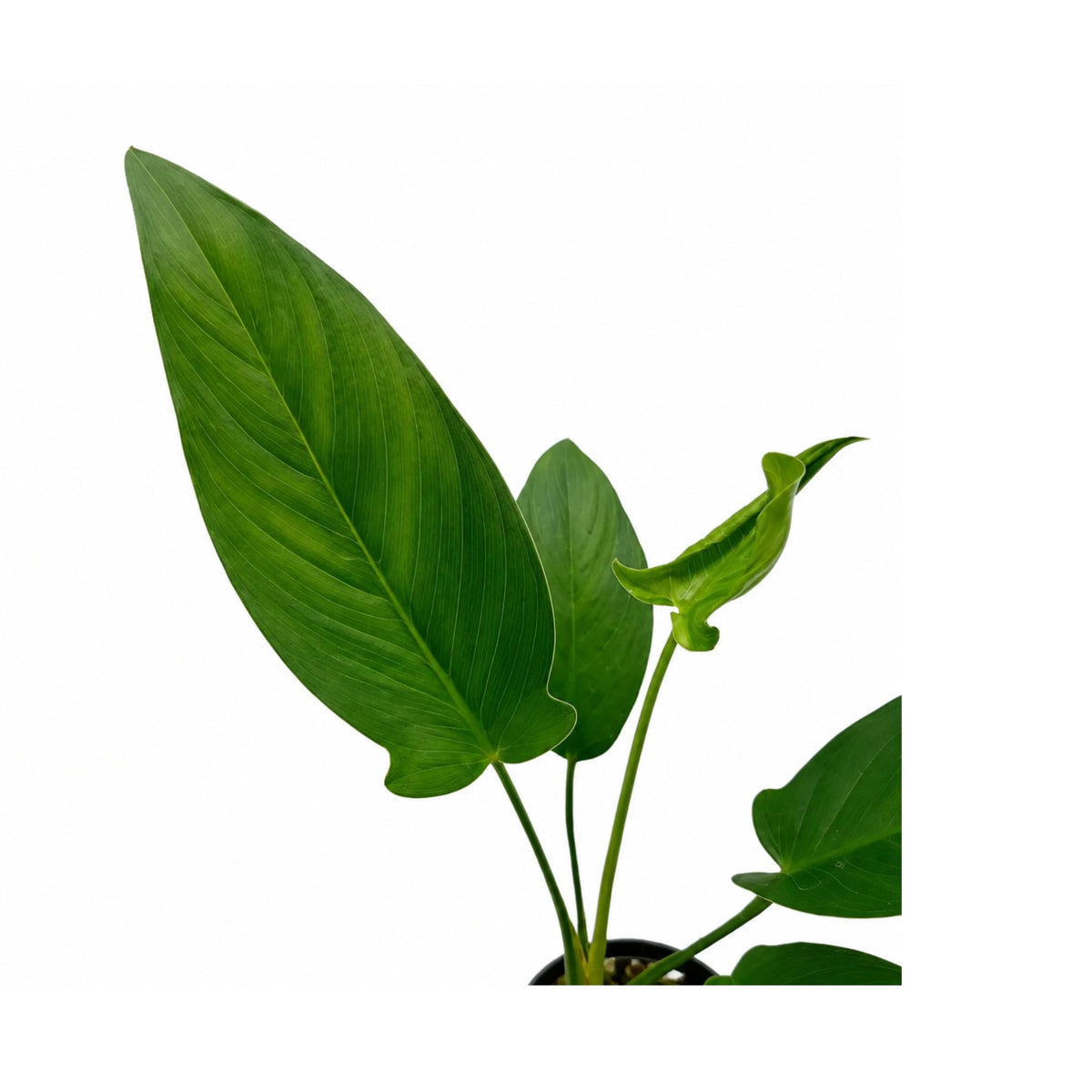 Anubias hastifolia