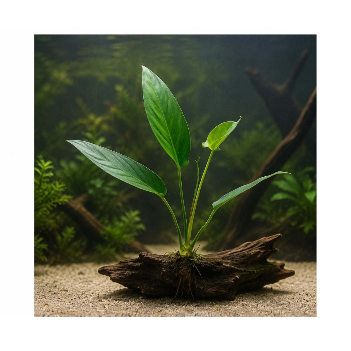 Anubias hastifolia