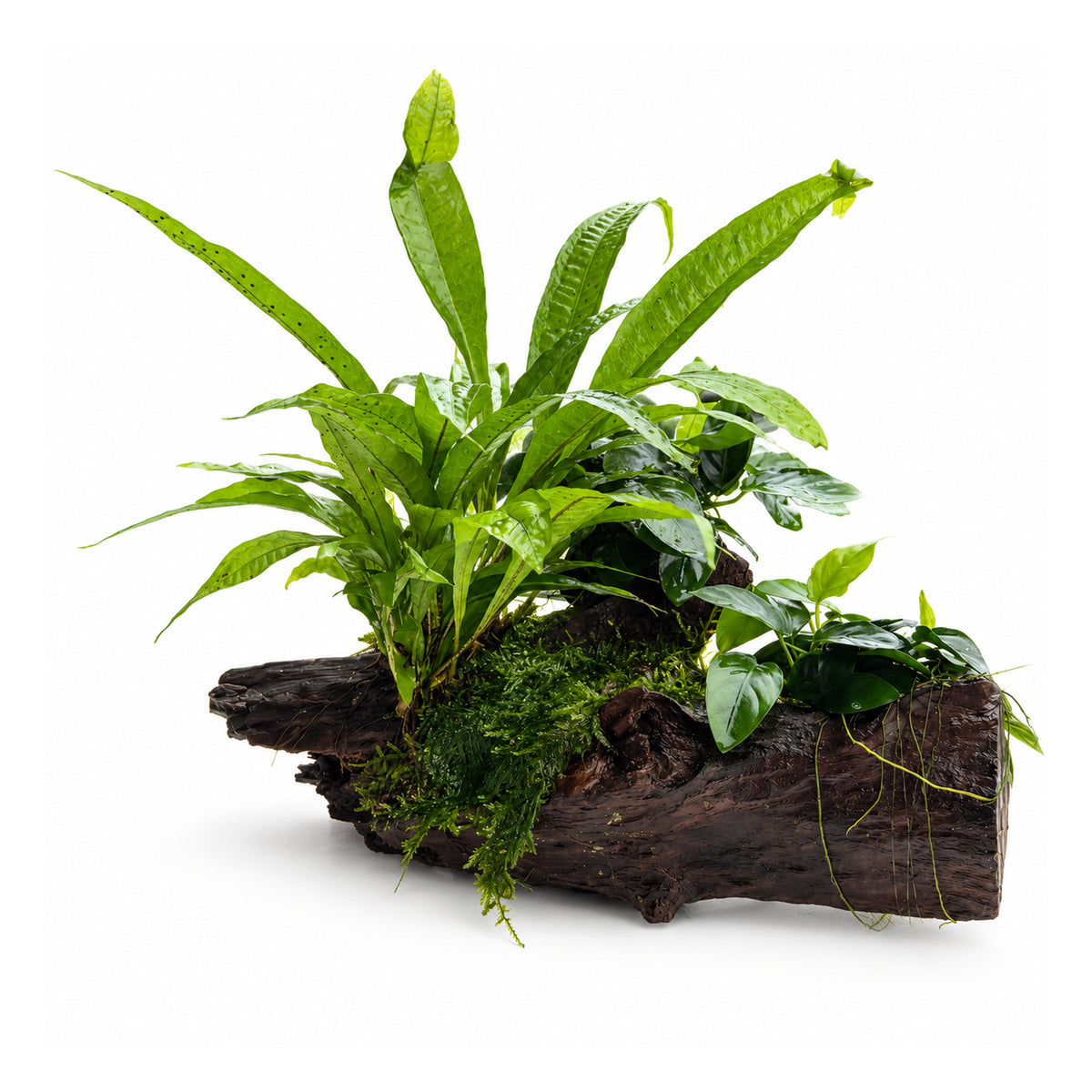 Anubias, Microsorum and moss on natural wood - Large size