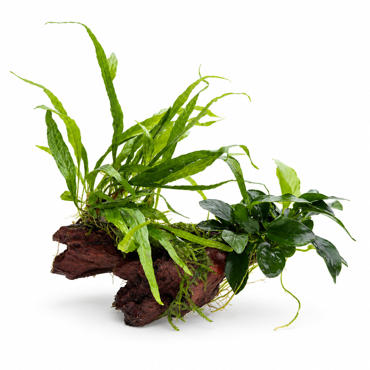 Anubias, Microsorum and Moss on Wood