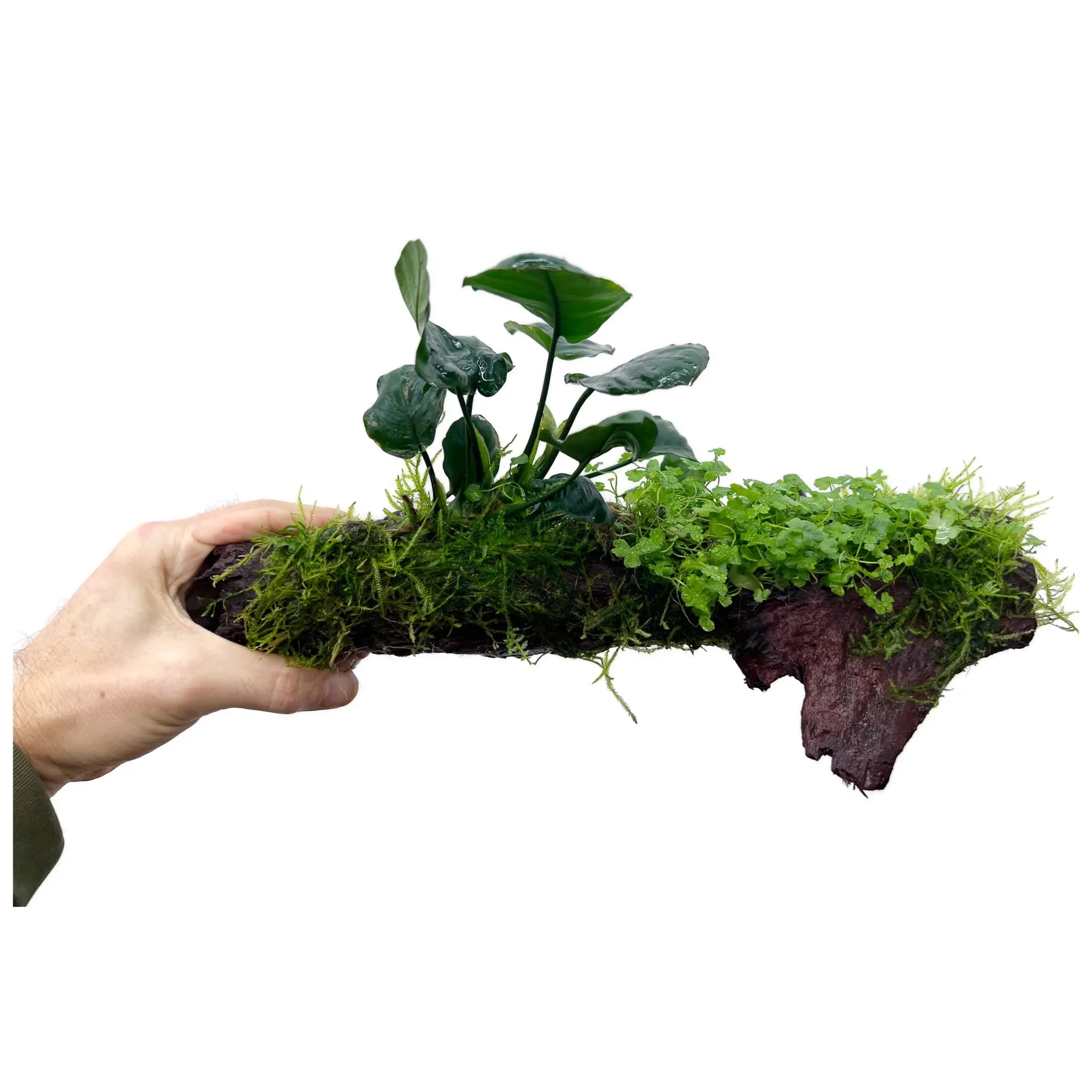 Anubias, Moss & Tripartita on Driftwood XL - Floating - Aqua Essentials