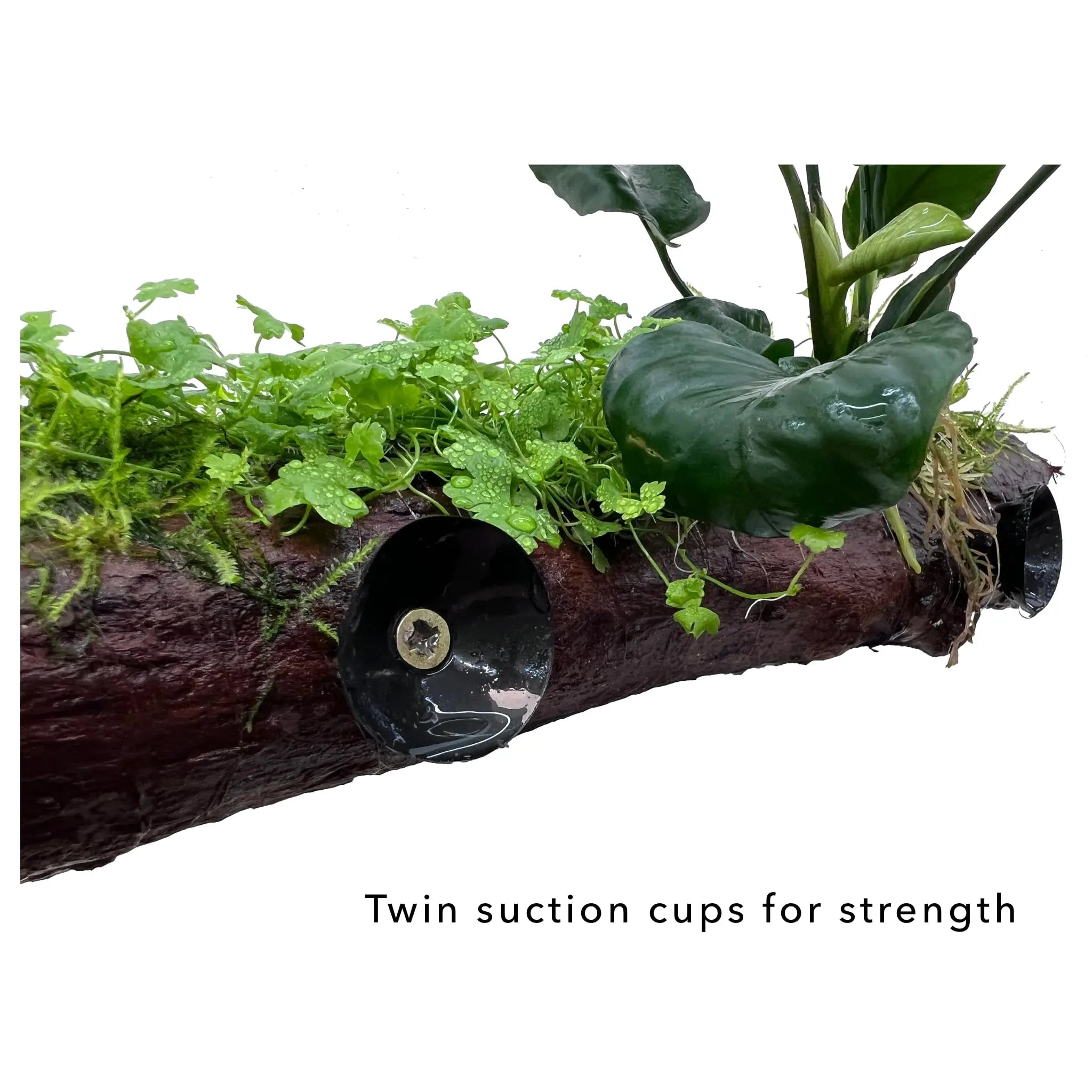 Anubias, Moss & Tripartita on Driftwood XL - Floating - Aqua Essentials