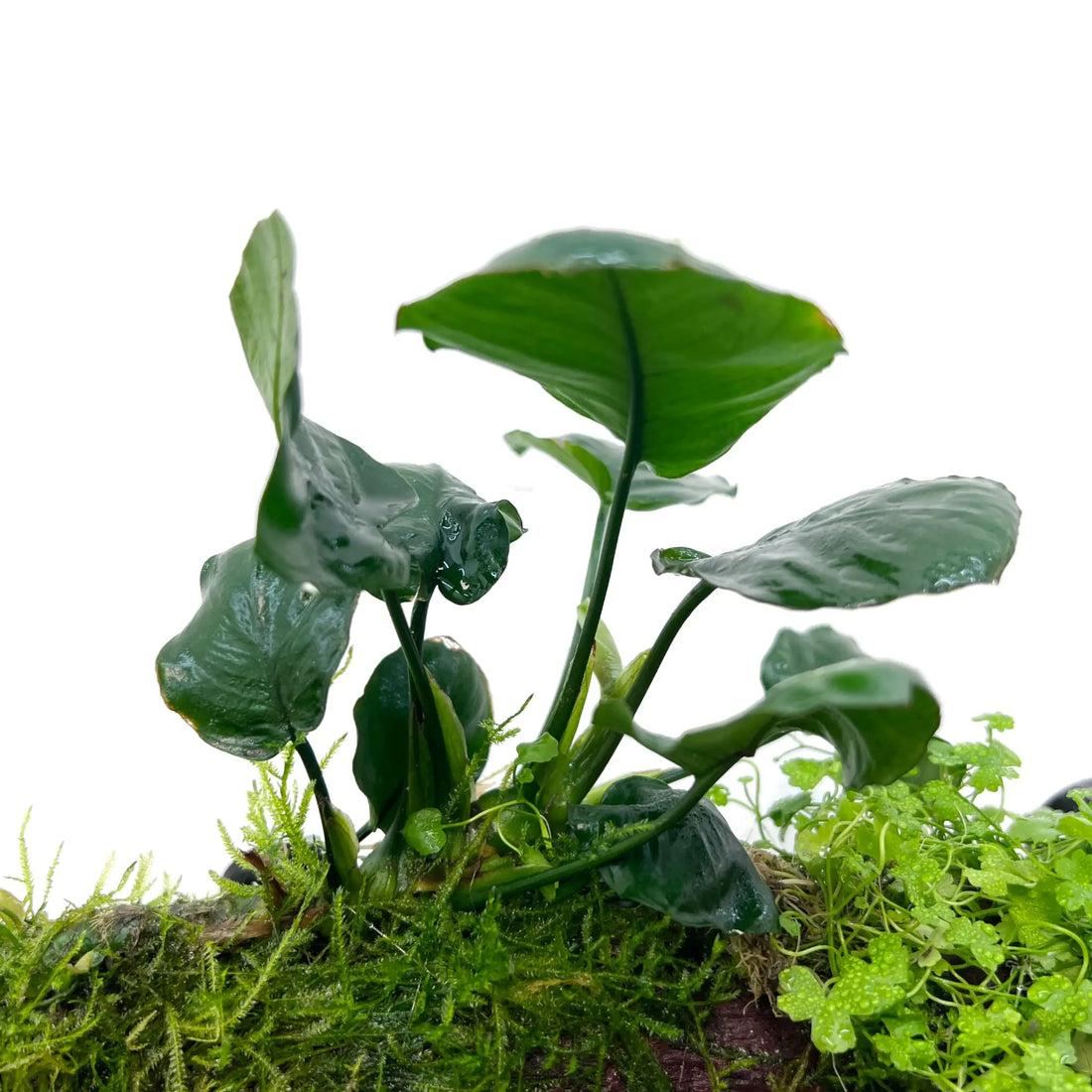 Anubias, Moss & Tripartita on Driftwood XL - Floating - Aqua Essentials