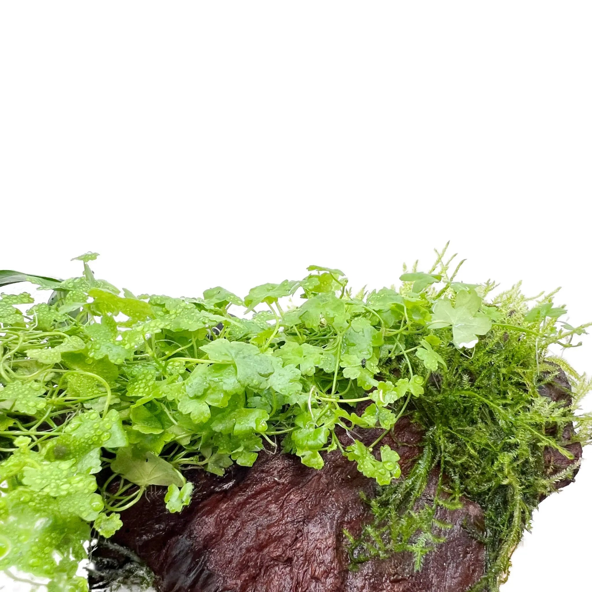 Anubias, Moss & Tripartita on Driftwood XL - Floating - Aqua Essentials