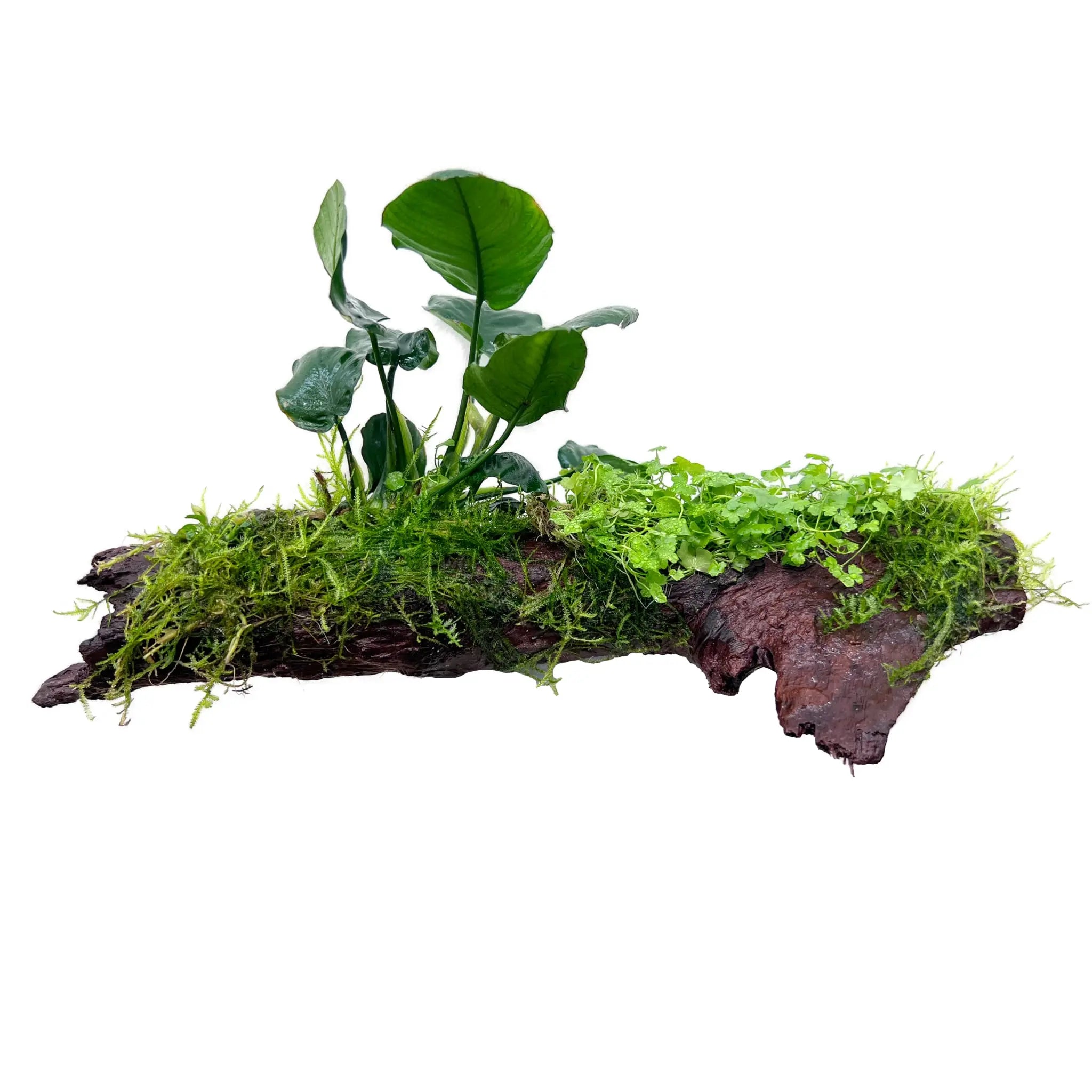 Anubias, Moss &amp; Tripartita on Driftwood XL - Floating - Aqua Essentials