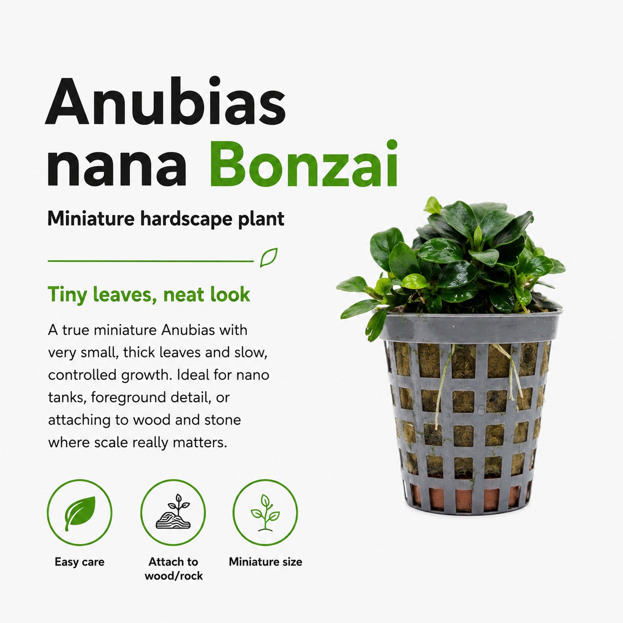Anubias nana Bonzai plant in a pot with text describing the plant on a white background
