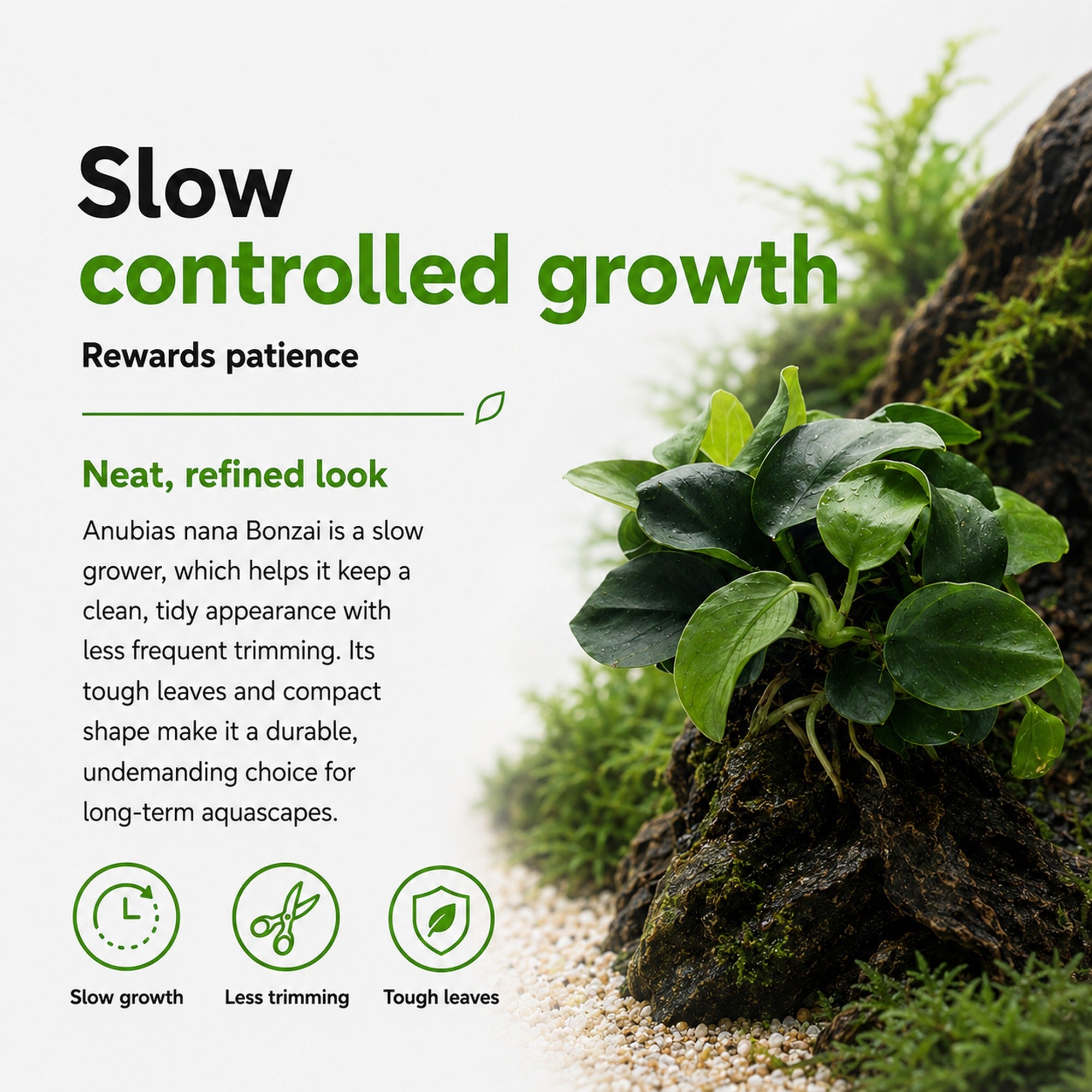 Anubias nana Bonzai plant with text about slow controlled growth and rewards patience.