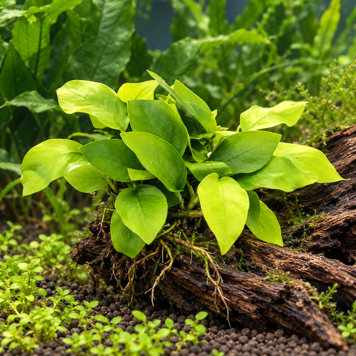 Illustrative Anubias nana Gold growing attached to driftwood in a planted aquarium