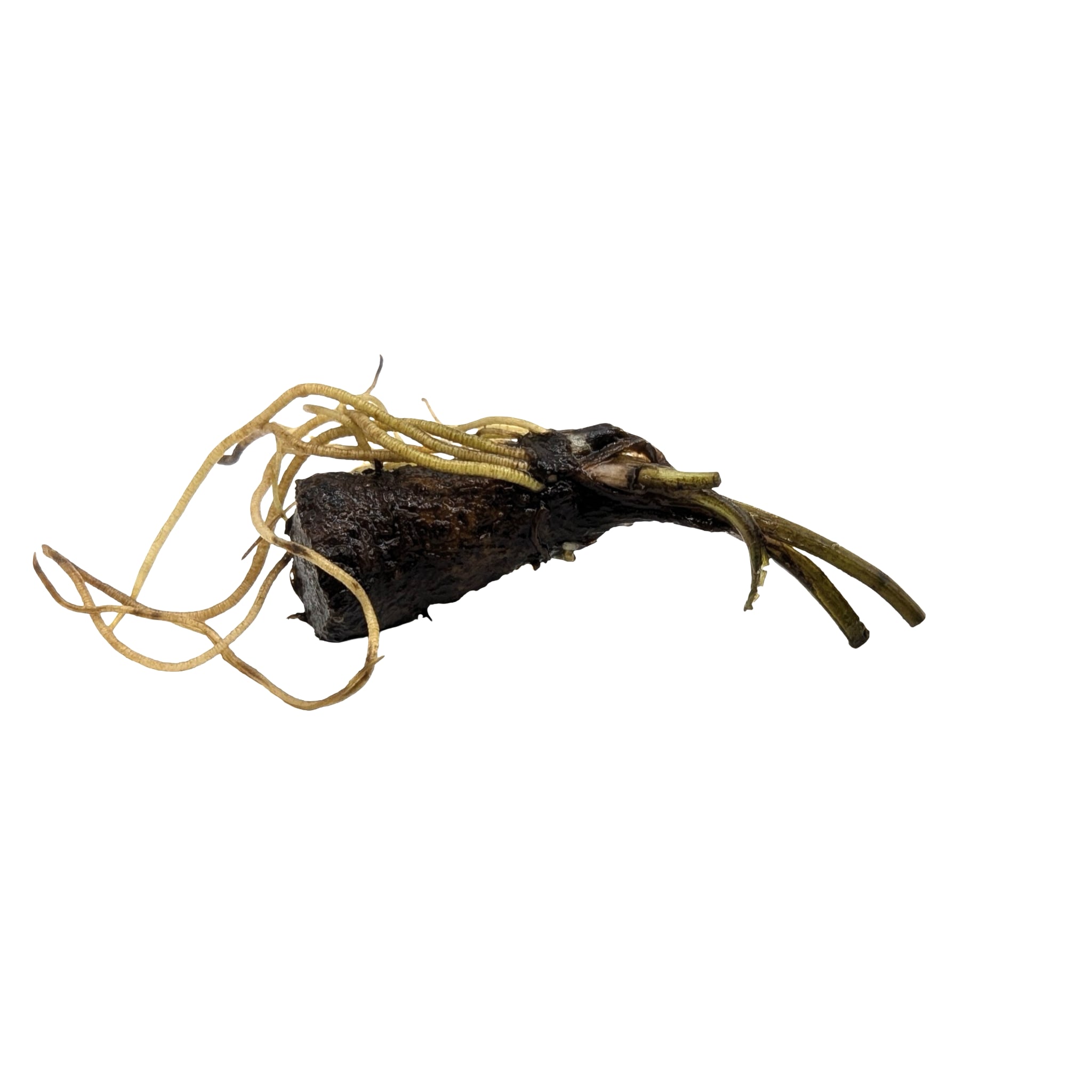 Aponogeton madagascariensis Bulb (Lace plant)