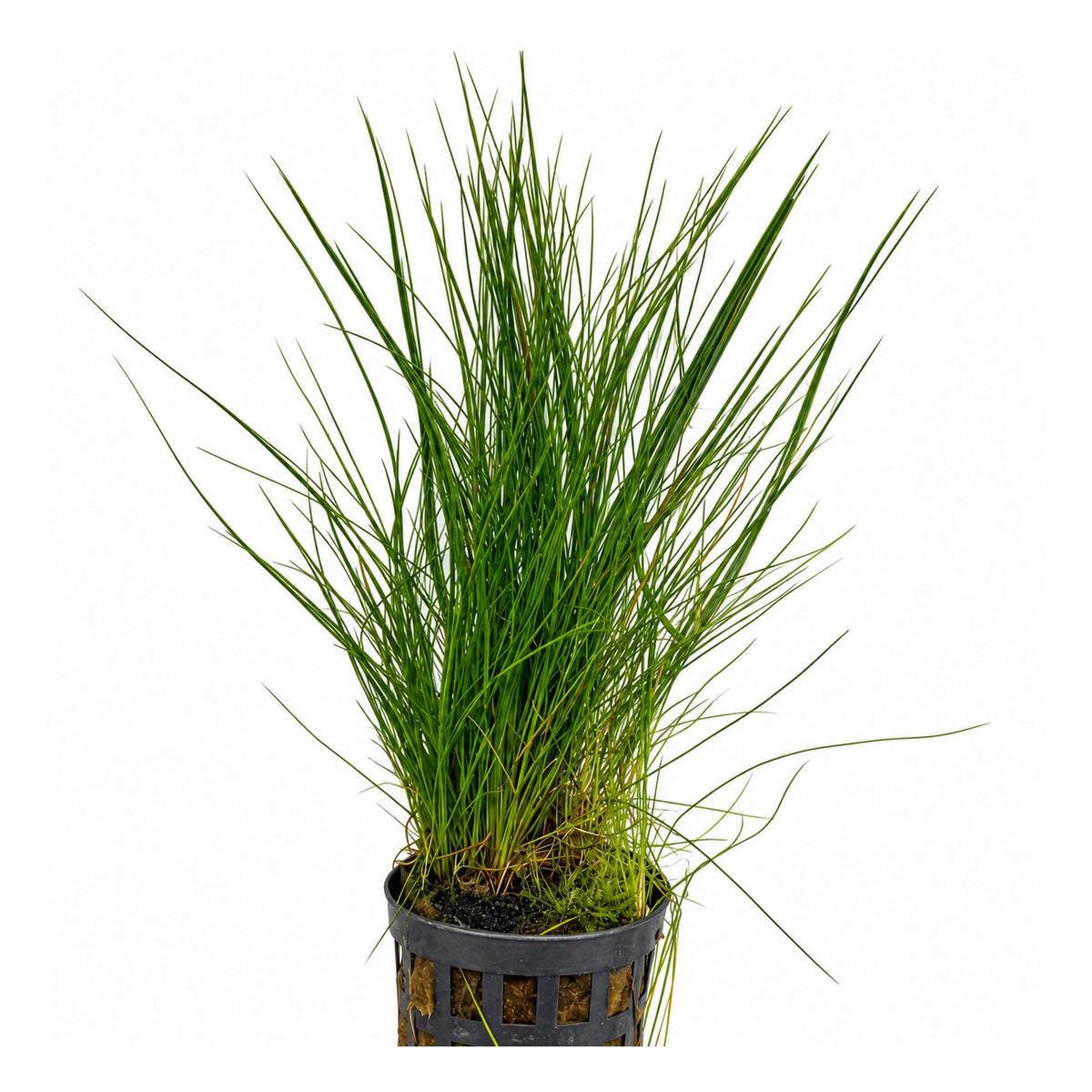Eleocharis acicularis