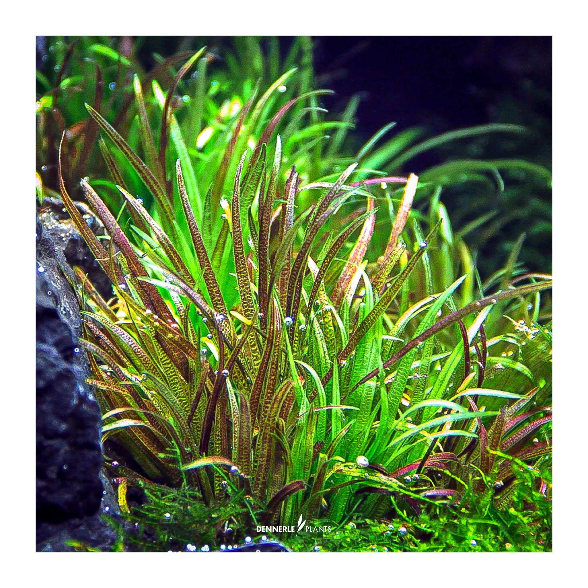 Blyxa japonica - Grass-Like Foreground Aquarium Plant