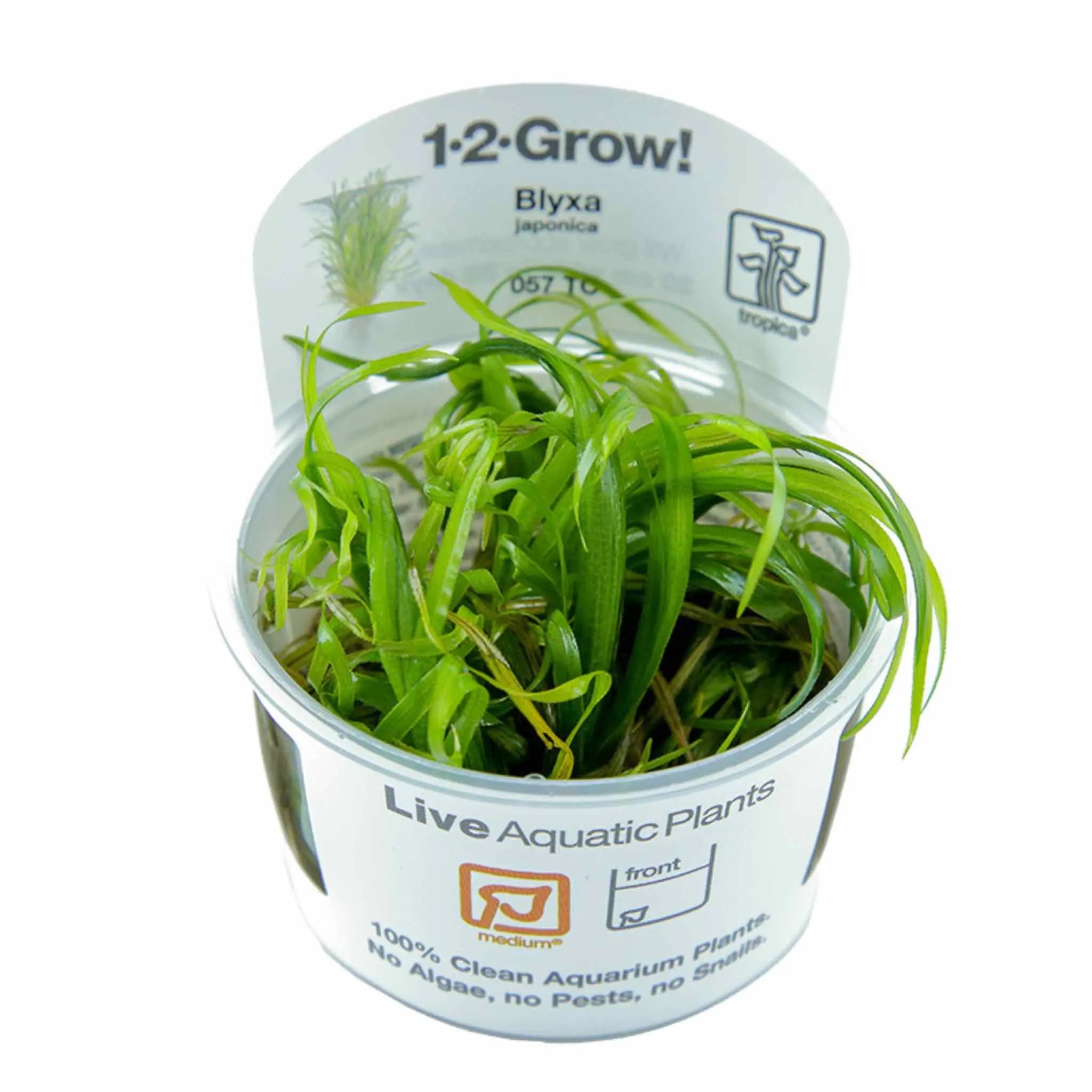 Tropica Blyxa japonica 1-2-GROW! - Aqua Essentials