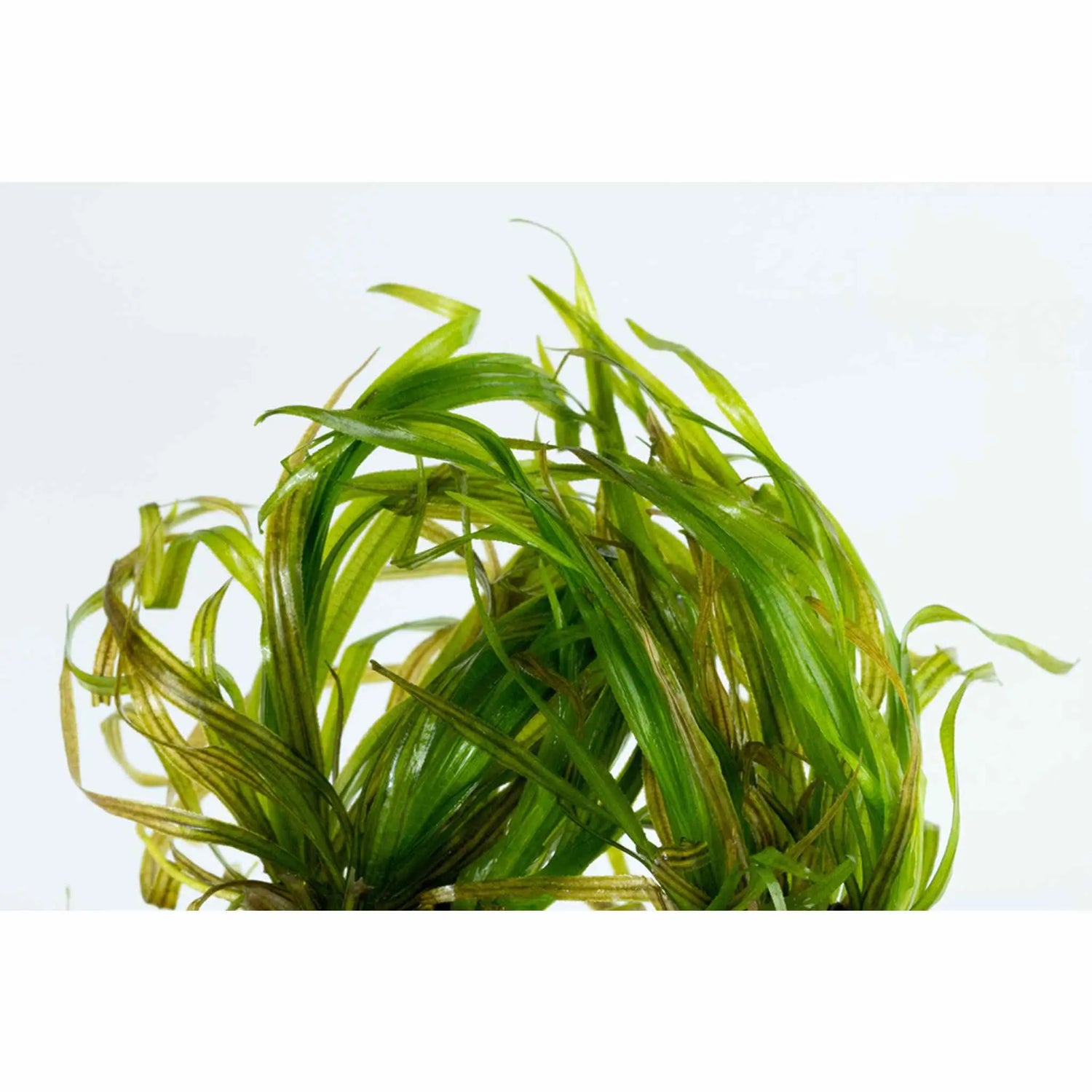 Tropica Blyxa japonica 1-2-GROW! - Aqua Essentials