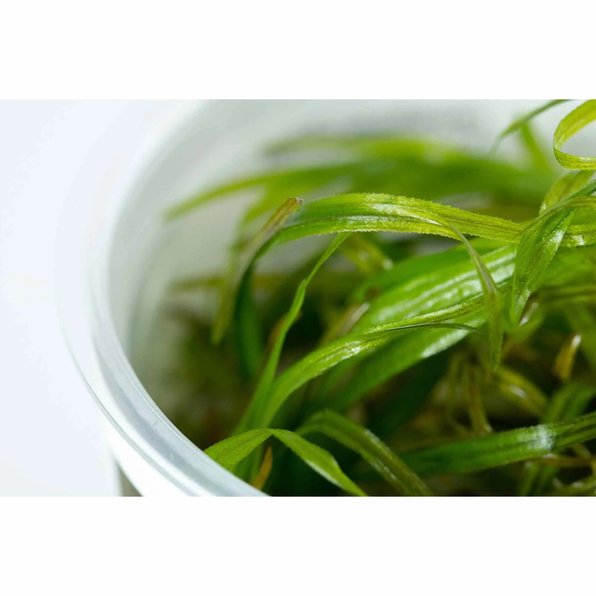 Tropica Blyxa japonica 1-2-GROW! - Aqua Essentials