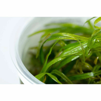 Tropica Blyxa japonica 1-2-GROW! - Aqua Essentials