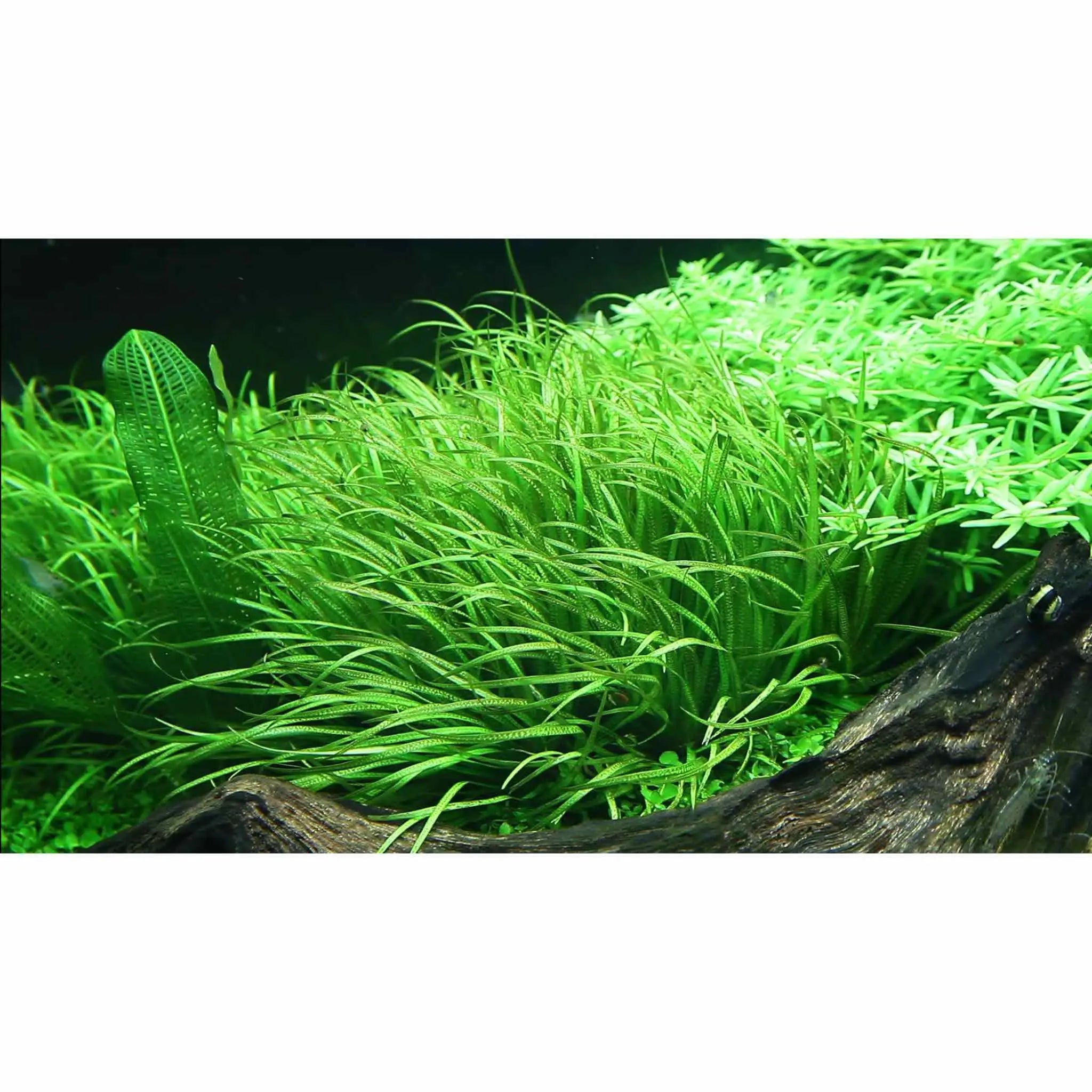 Tropica Blyxa japonica 1-2-GROW! - Aqua Essentials