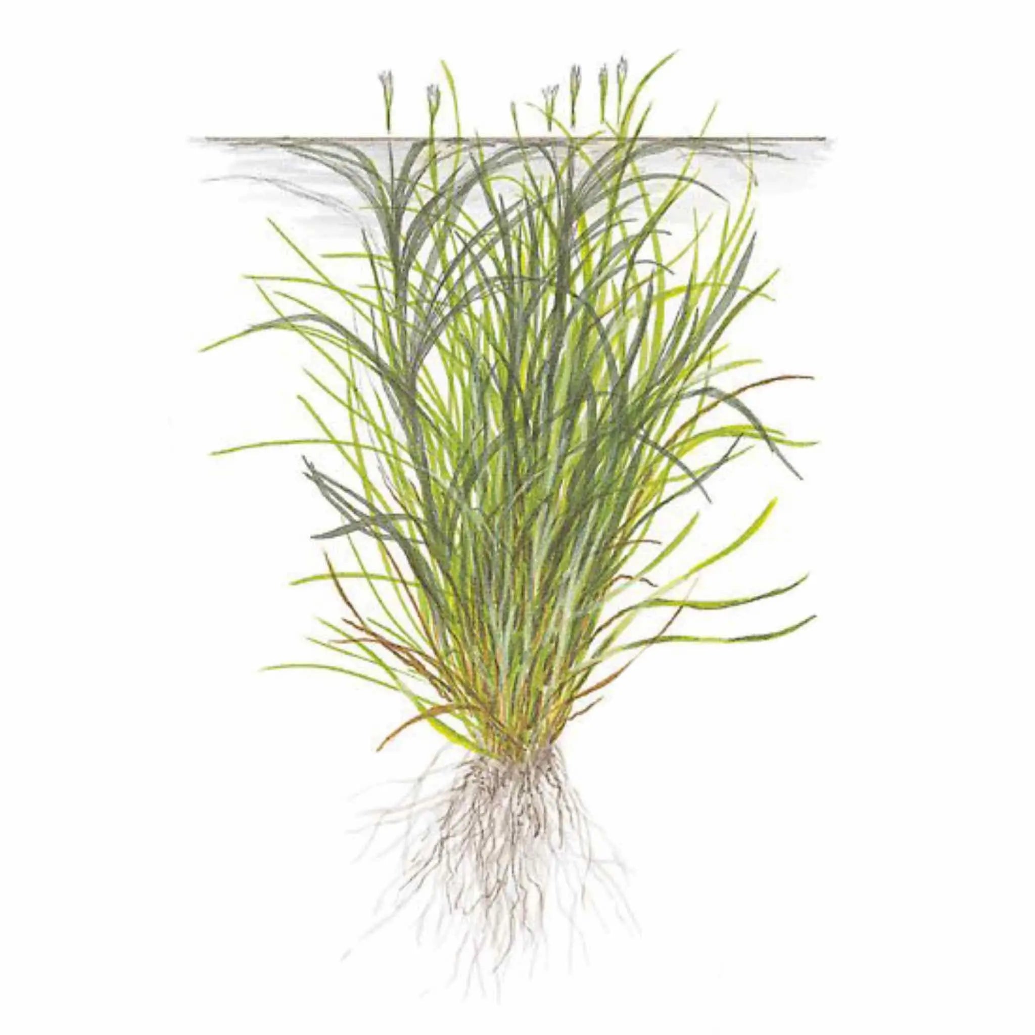 Tropica Blyxa japonica 1-2-GROW! - Aqua Essentials